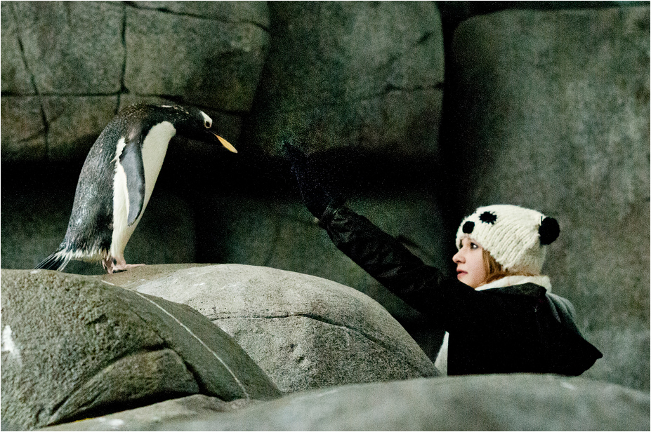 Gentoo Penguin at Hamburg