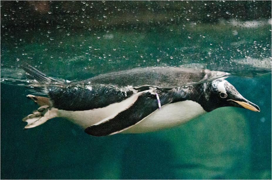 Gentoo Penguin at Hamburg