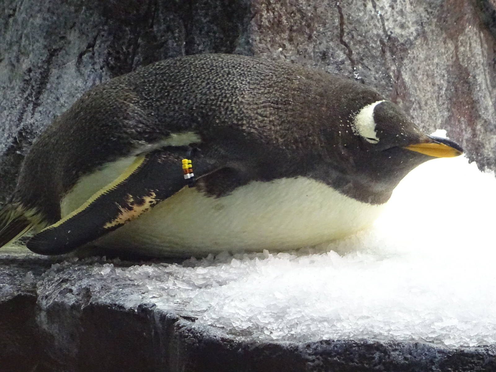 Gentoo Penguin at SeaWorld Orlando