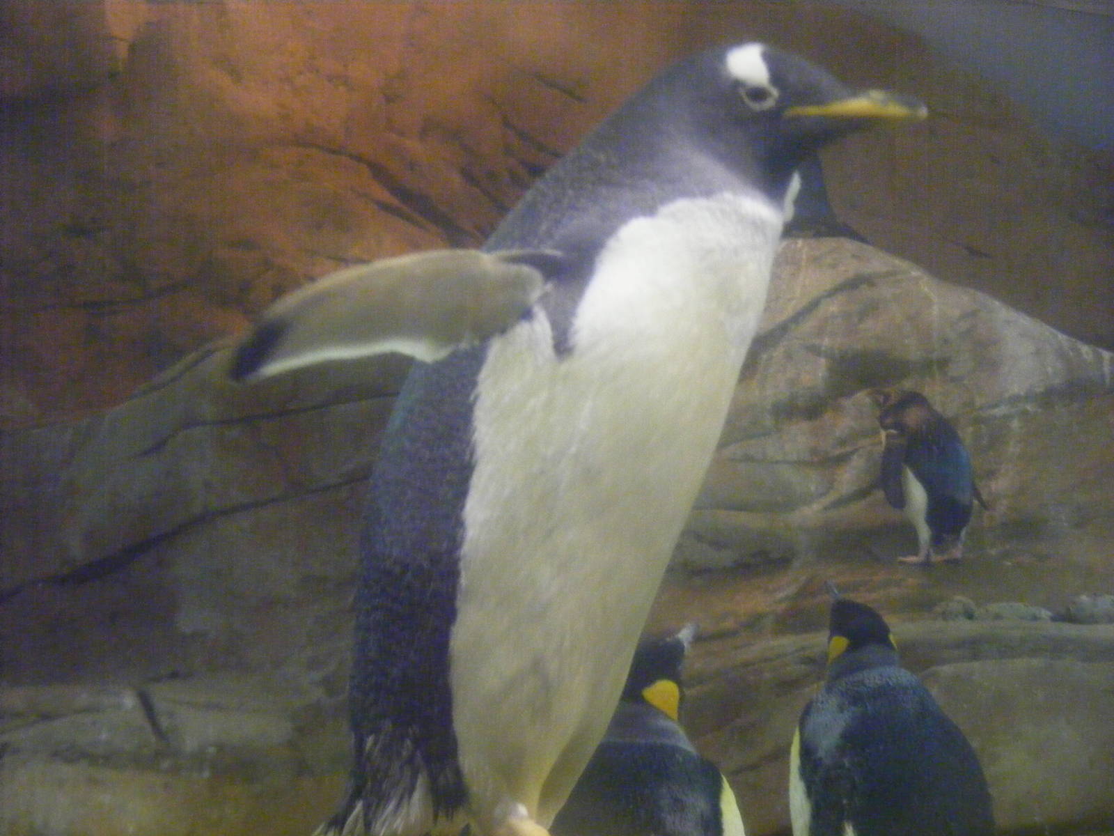 Gentoo penguin at Selwo Marina, 2 May 2009