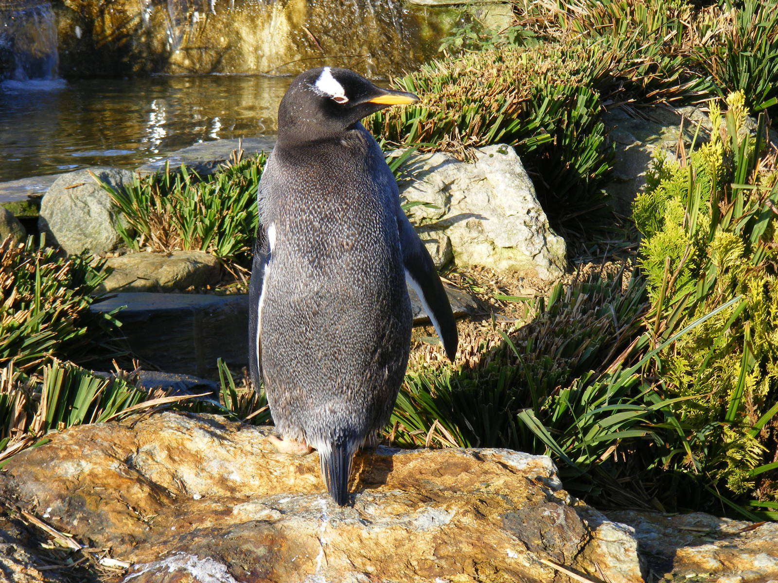 Gentoo Penguin at Whipsnade Zoo, 2 January 2009