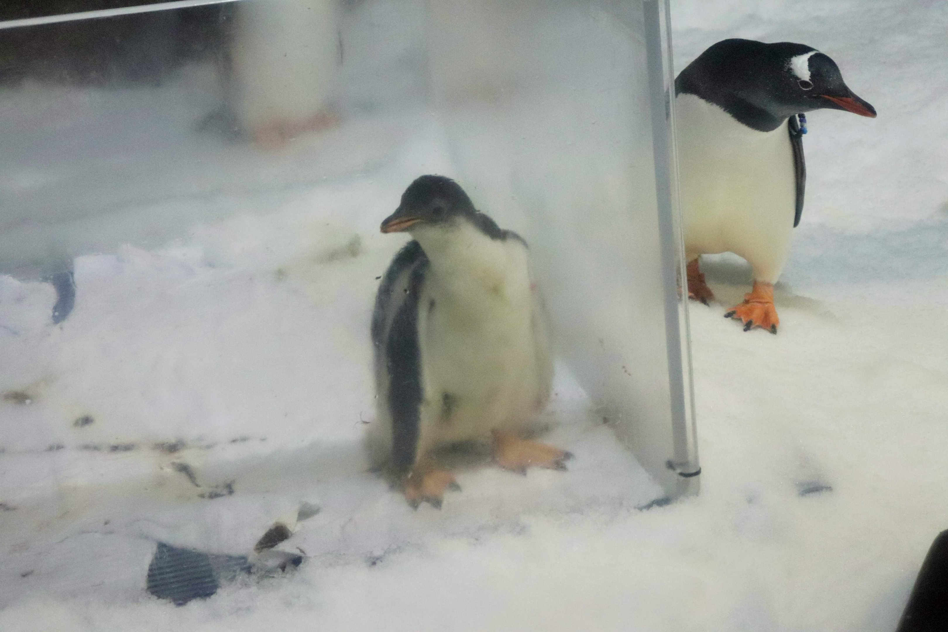 Gentoo Penguin Chick (Pygoscelis papua)