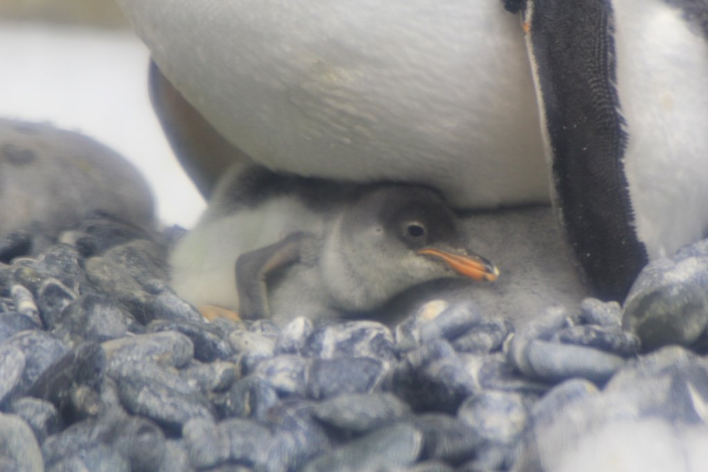 Gentoo Penguin chick