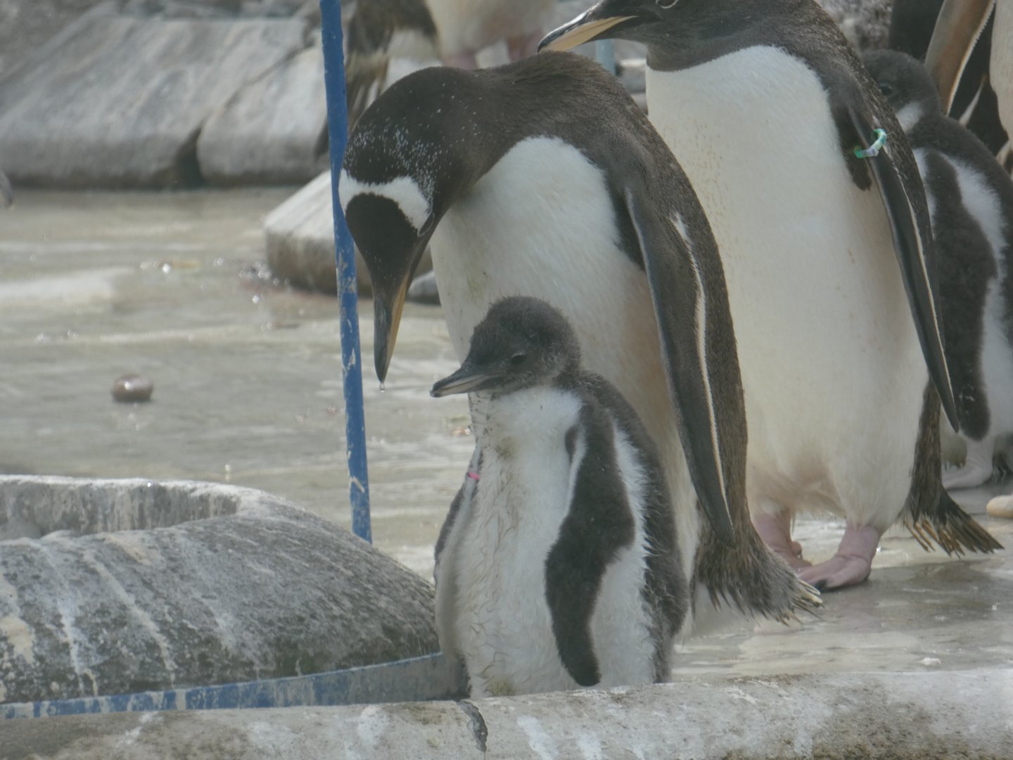 Gentoo penguin chick