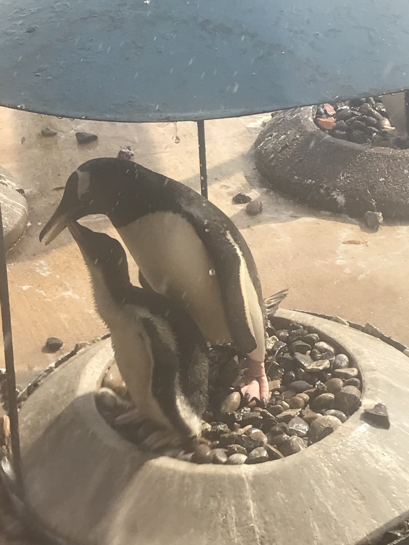 Gentoo penguin chick