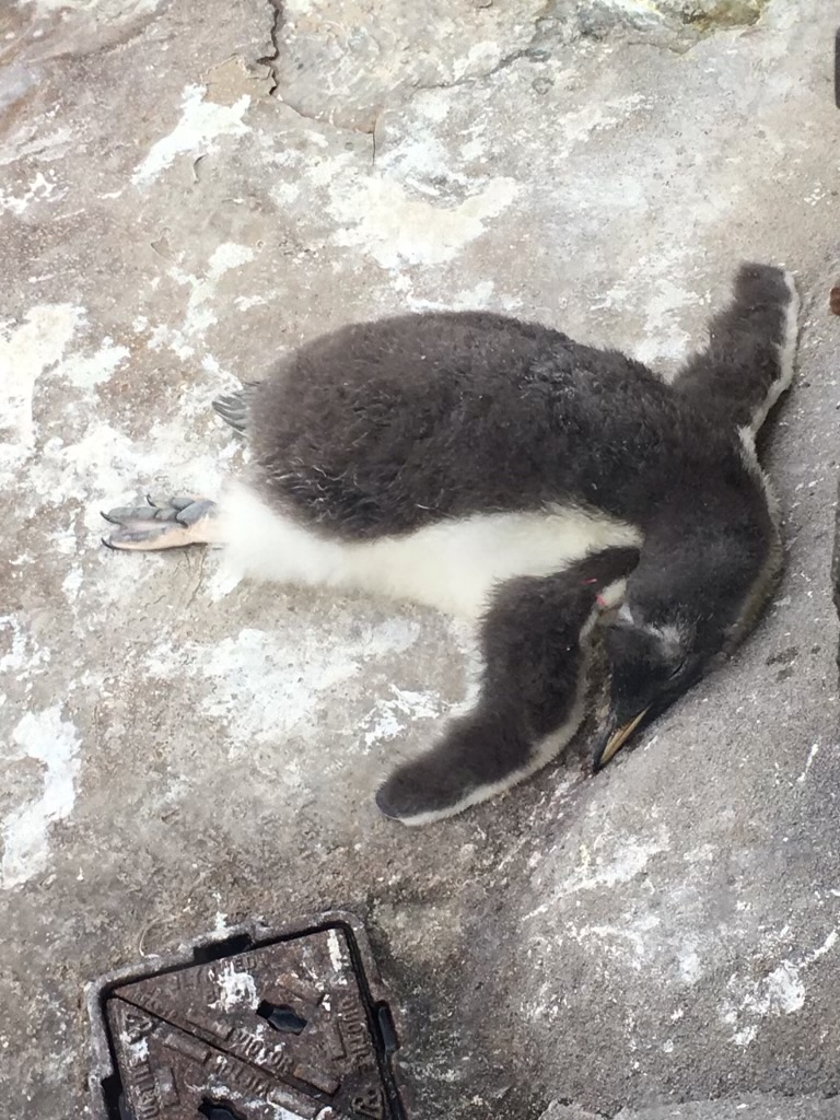Gentoo penguin chick