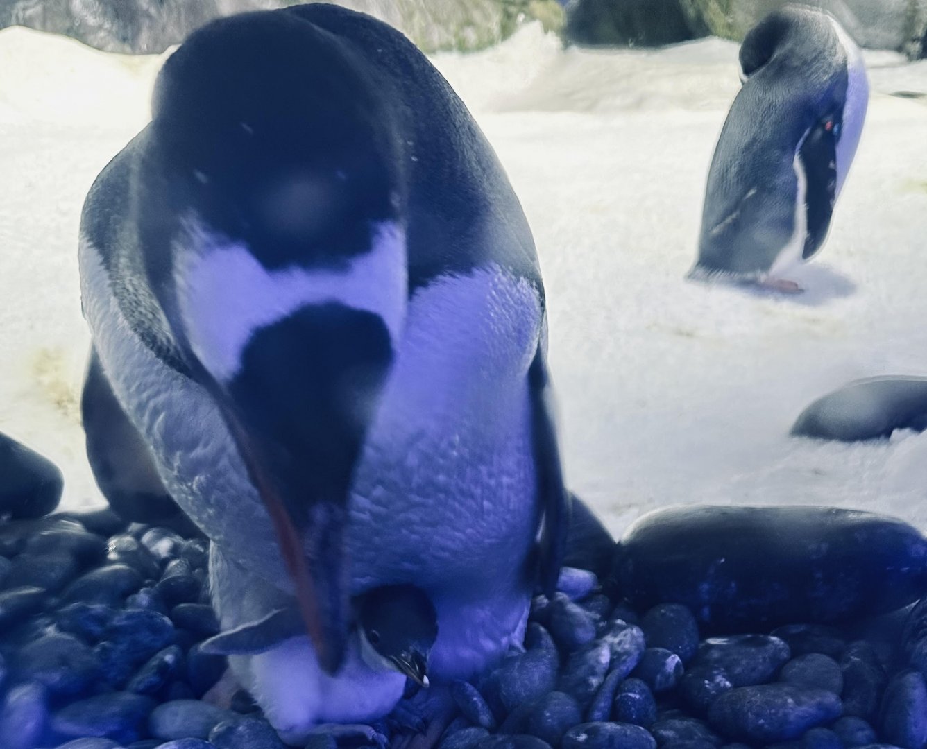 Gentoo Penguin Chick