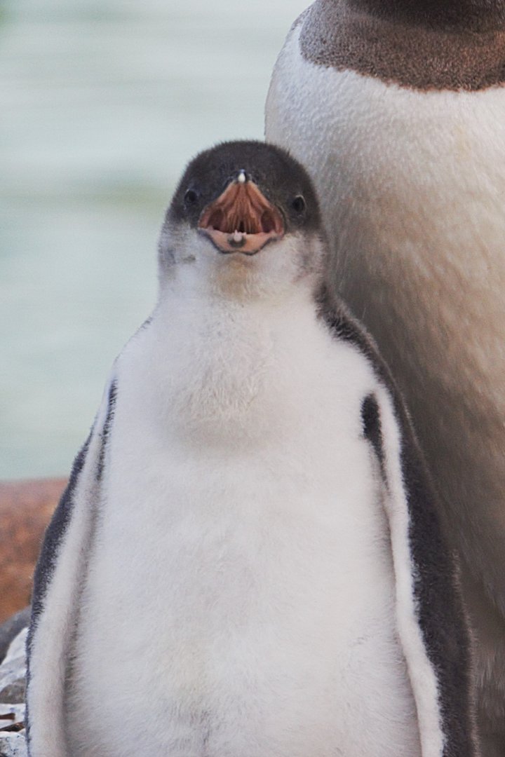 Gentoo Penguin Chick