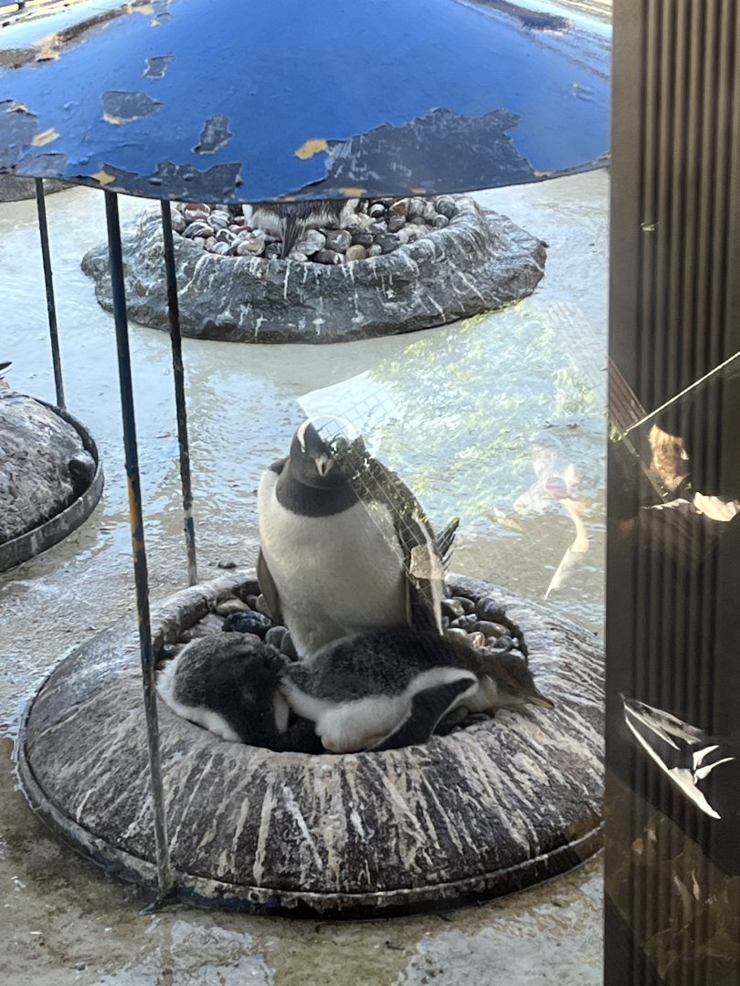 Gentoo penguin chicks 20.5.24