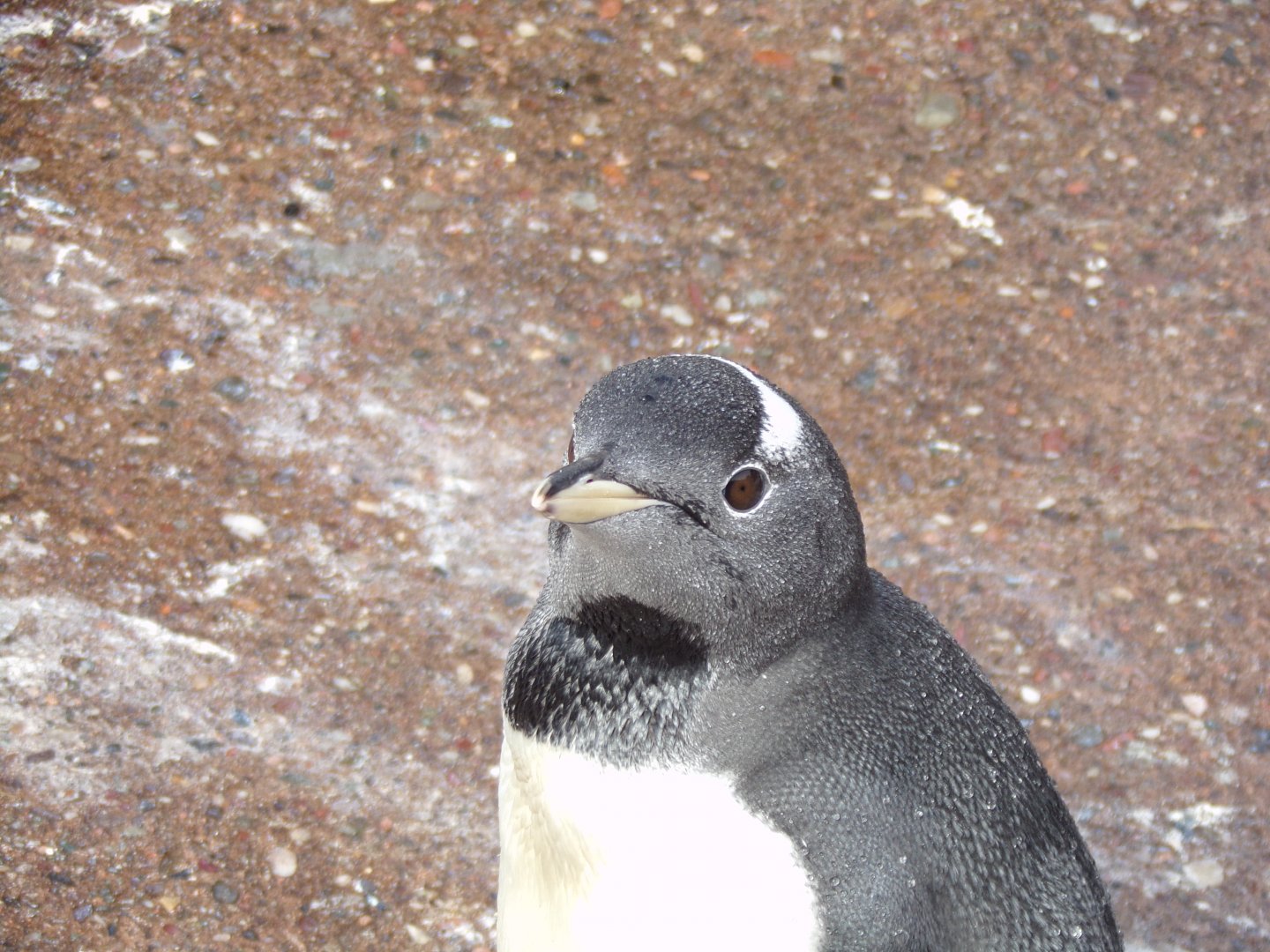 Gentoo penguin close up 14.8.23