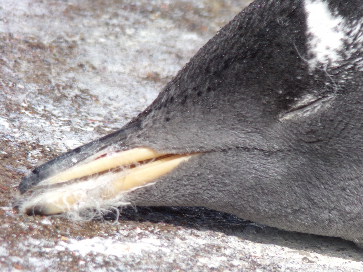Gentoo penguin close-up 17.7.23
