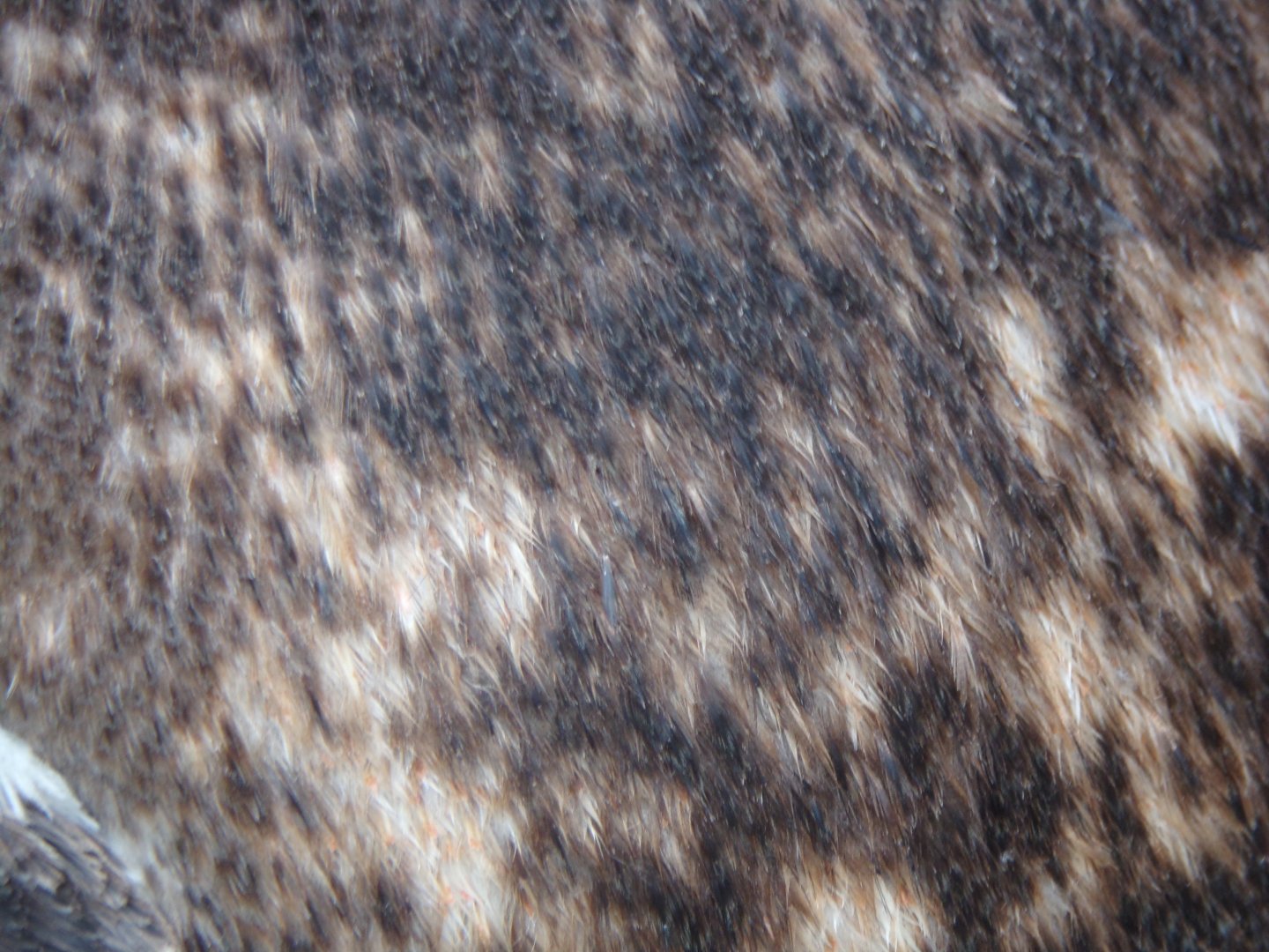 Gentoo penguin closeup 18.7.24