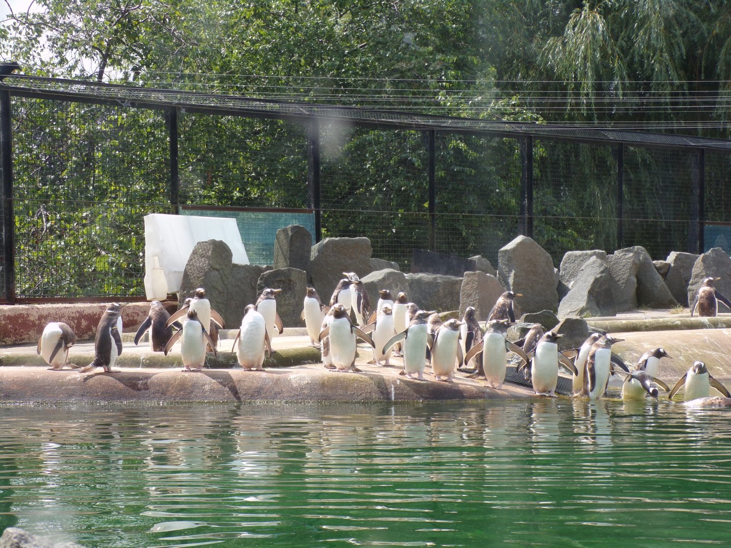 Gentoo penguin colony 20.7.23