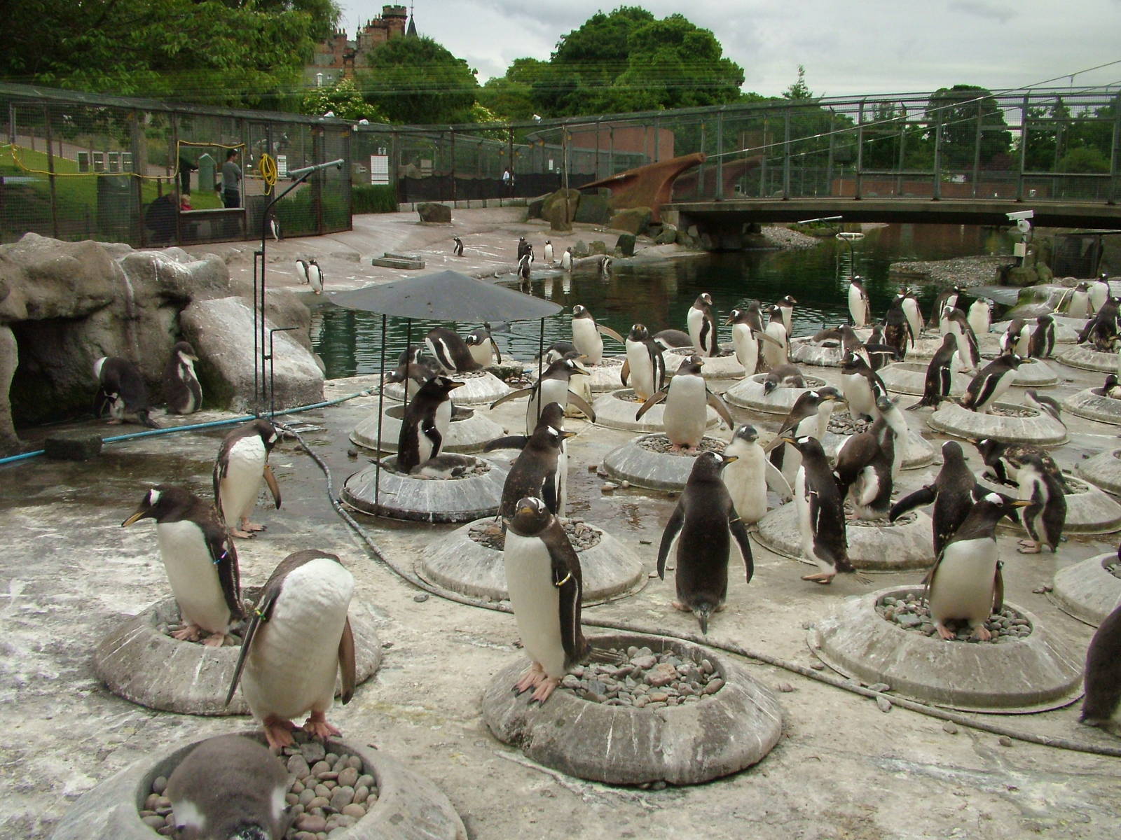 Gentoo Penguin colony at Edinburgh Zoo 2008