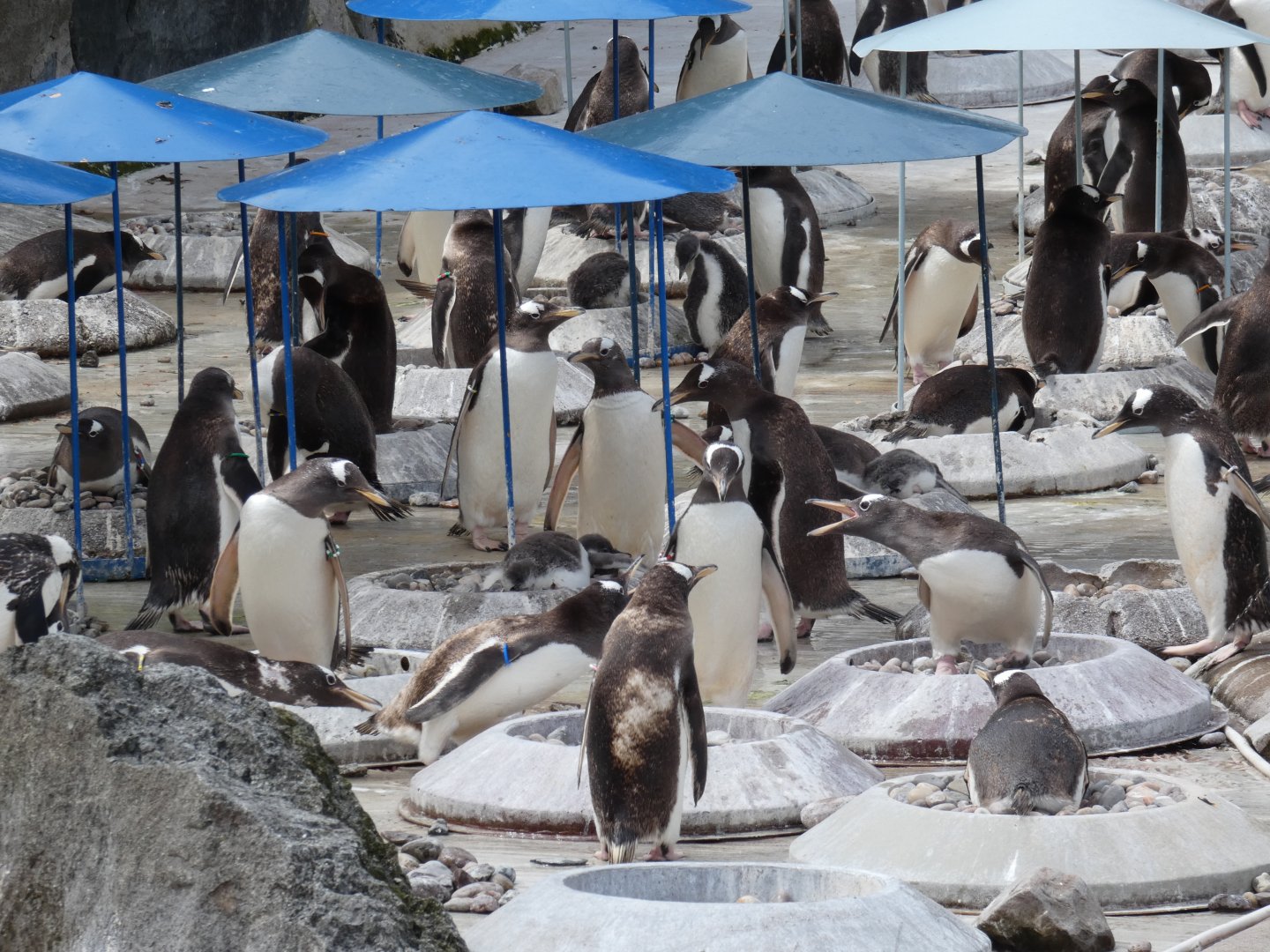 Gentoo penguin colony