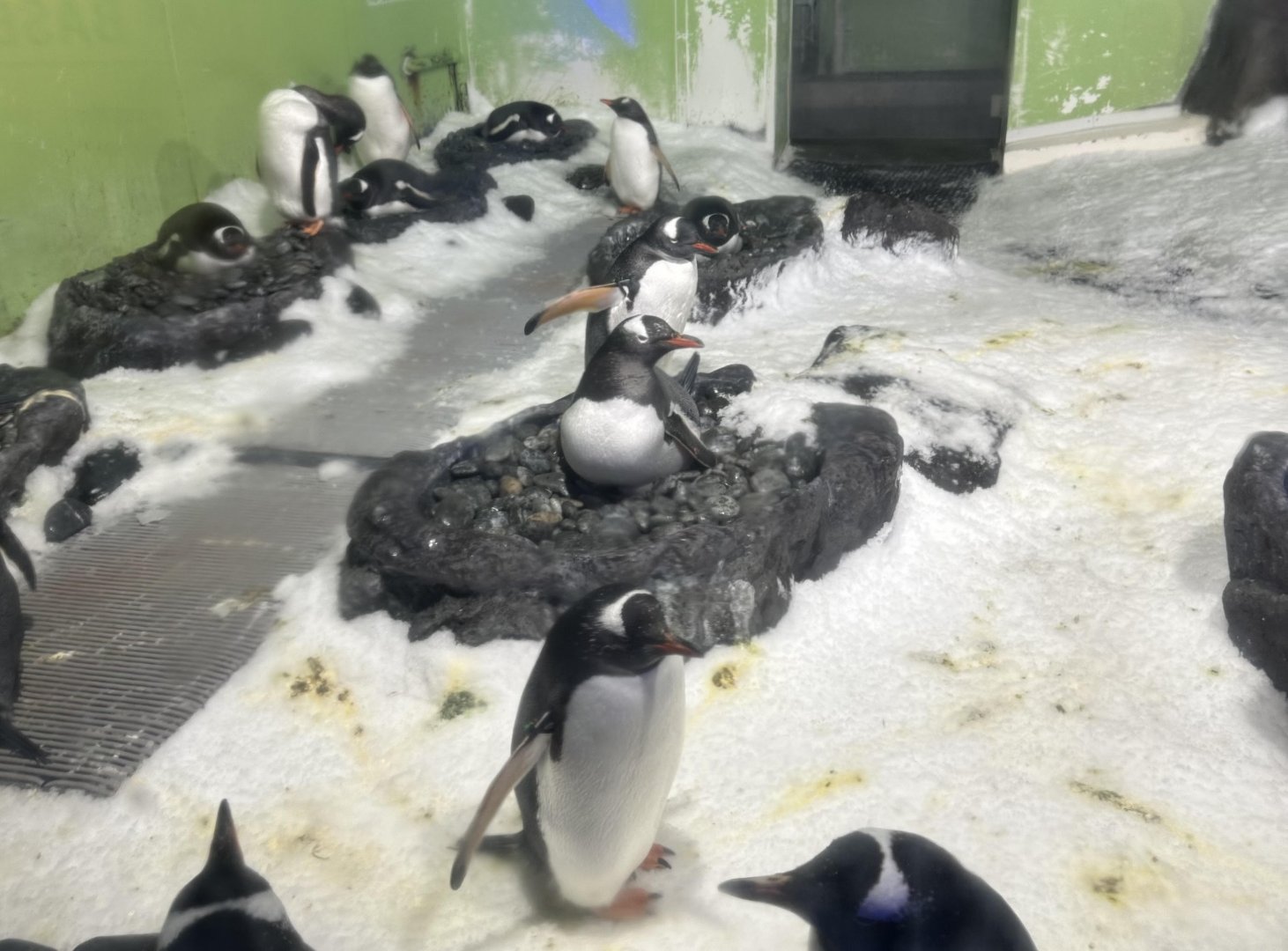 Gentoo Penguin Colony