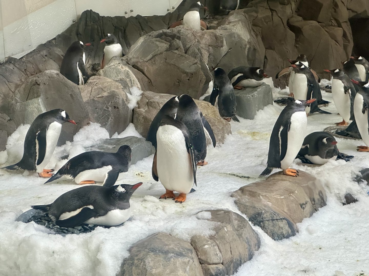 Gentoo Penguin Colony