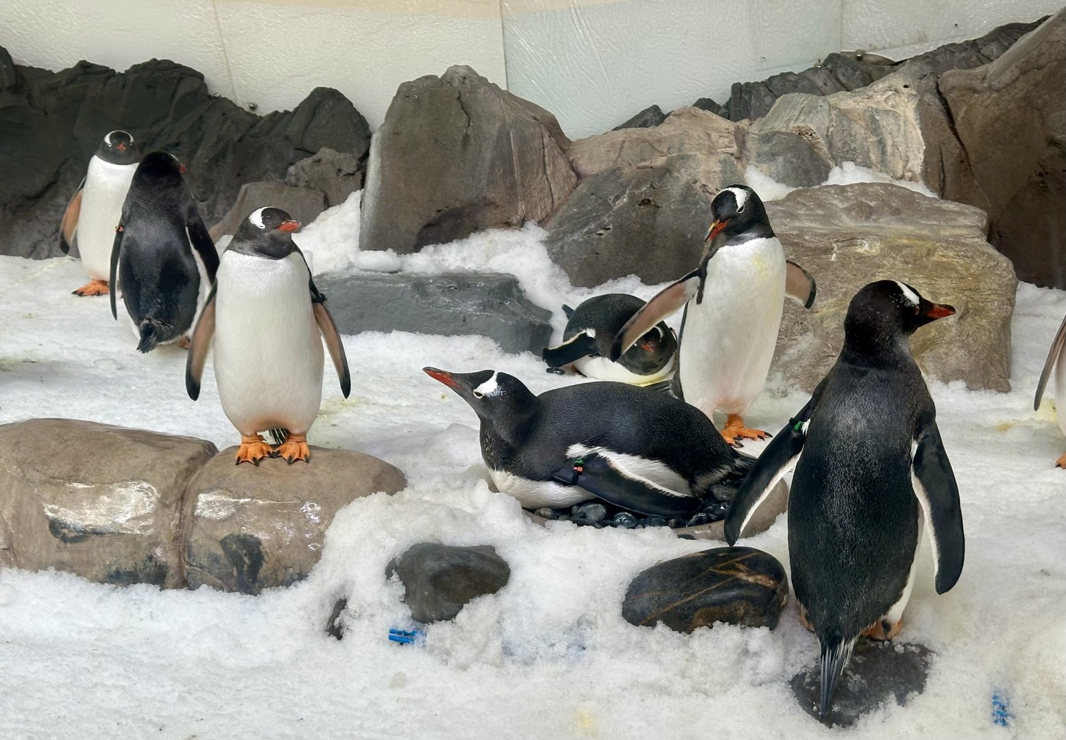 Gentoo Penguin Colony