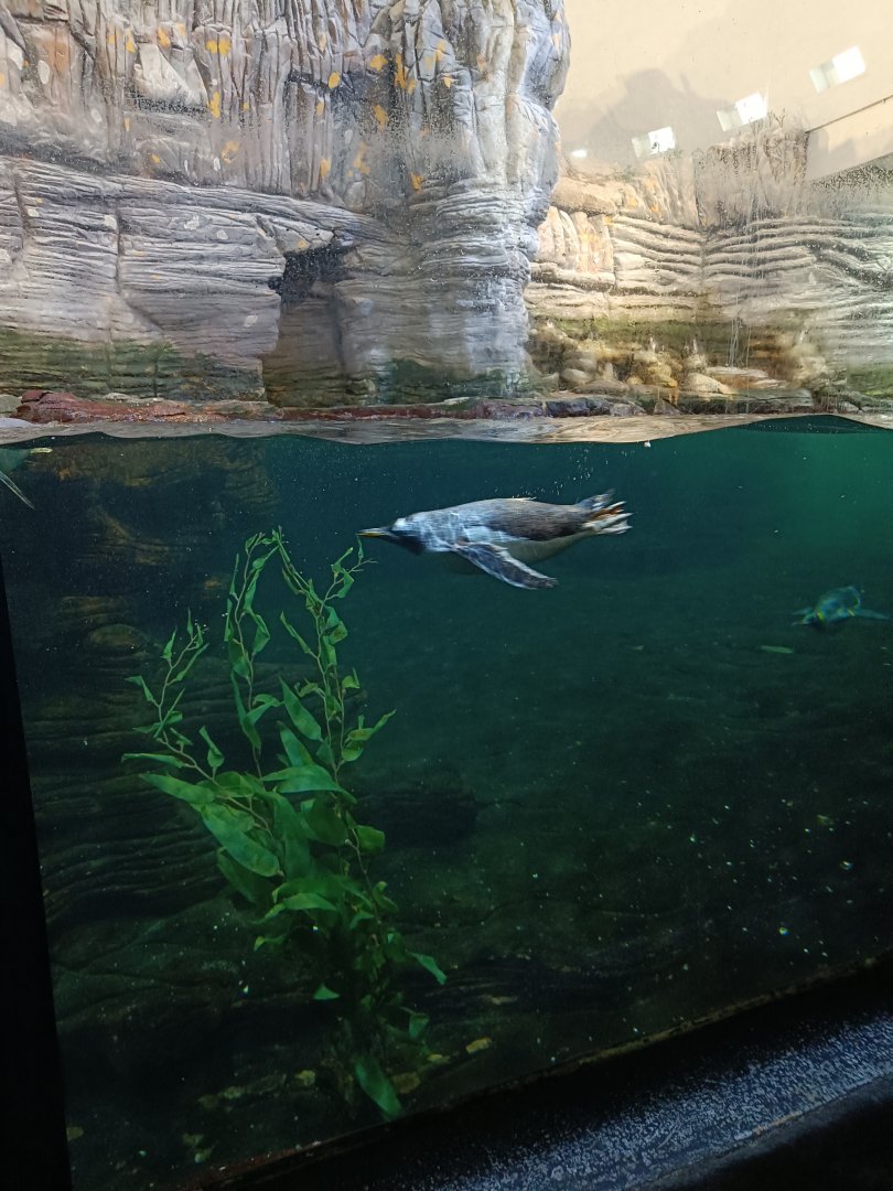 Gentoo Penguin diving - Polar Pavilion (22/08/24)
