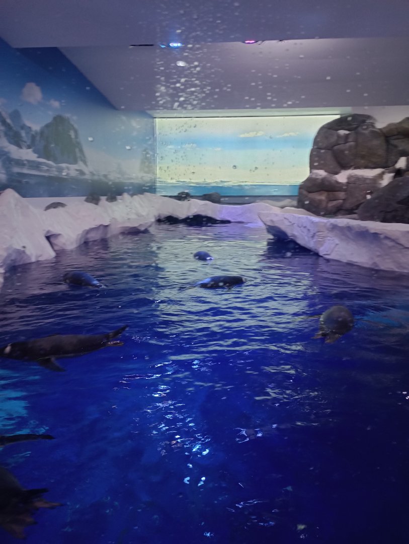 Gentoo penguin enclosure 1
