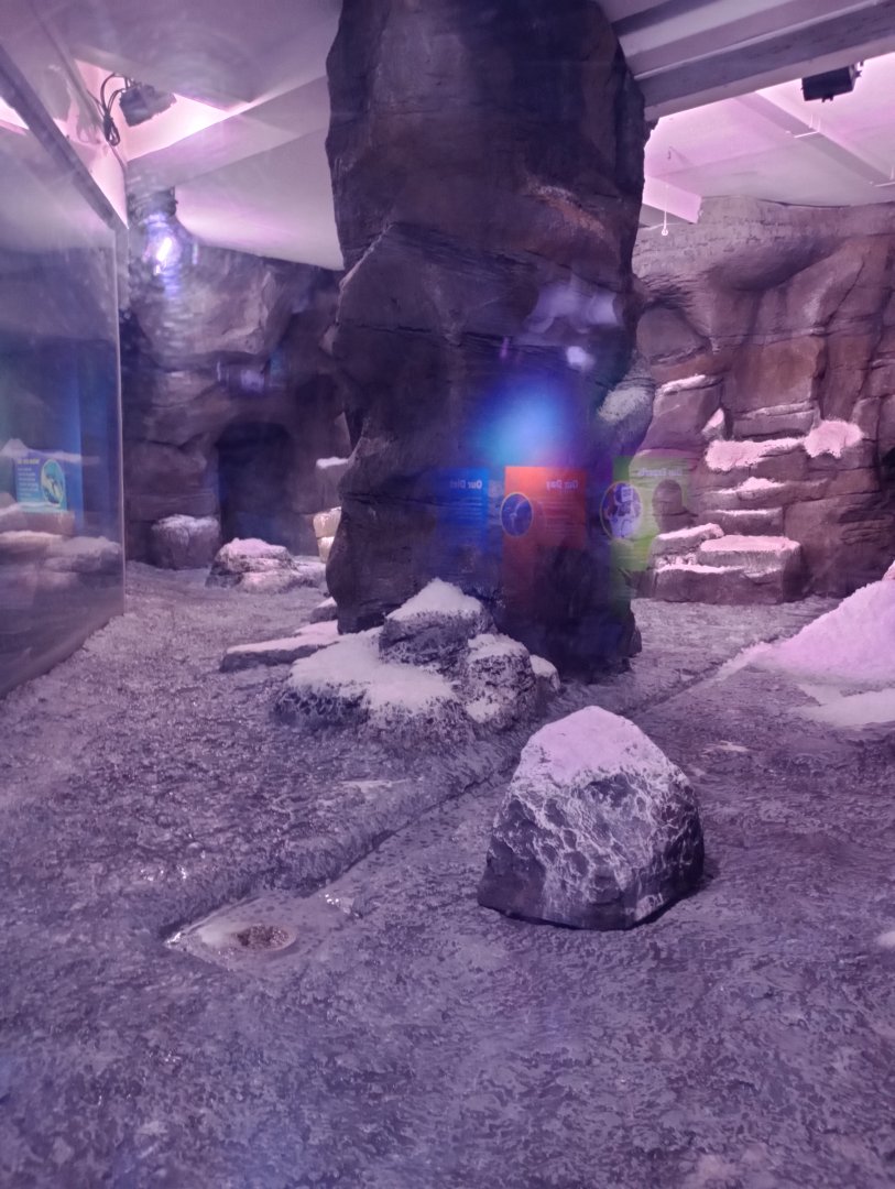 Gentoo penguin enclosure 2