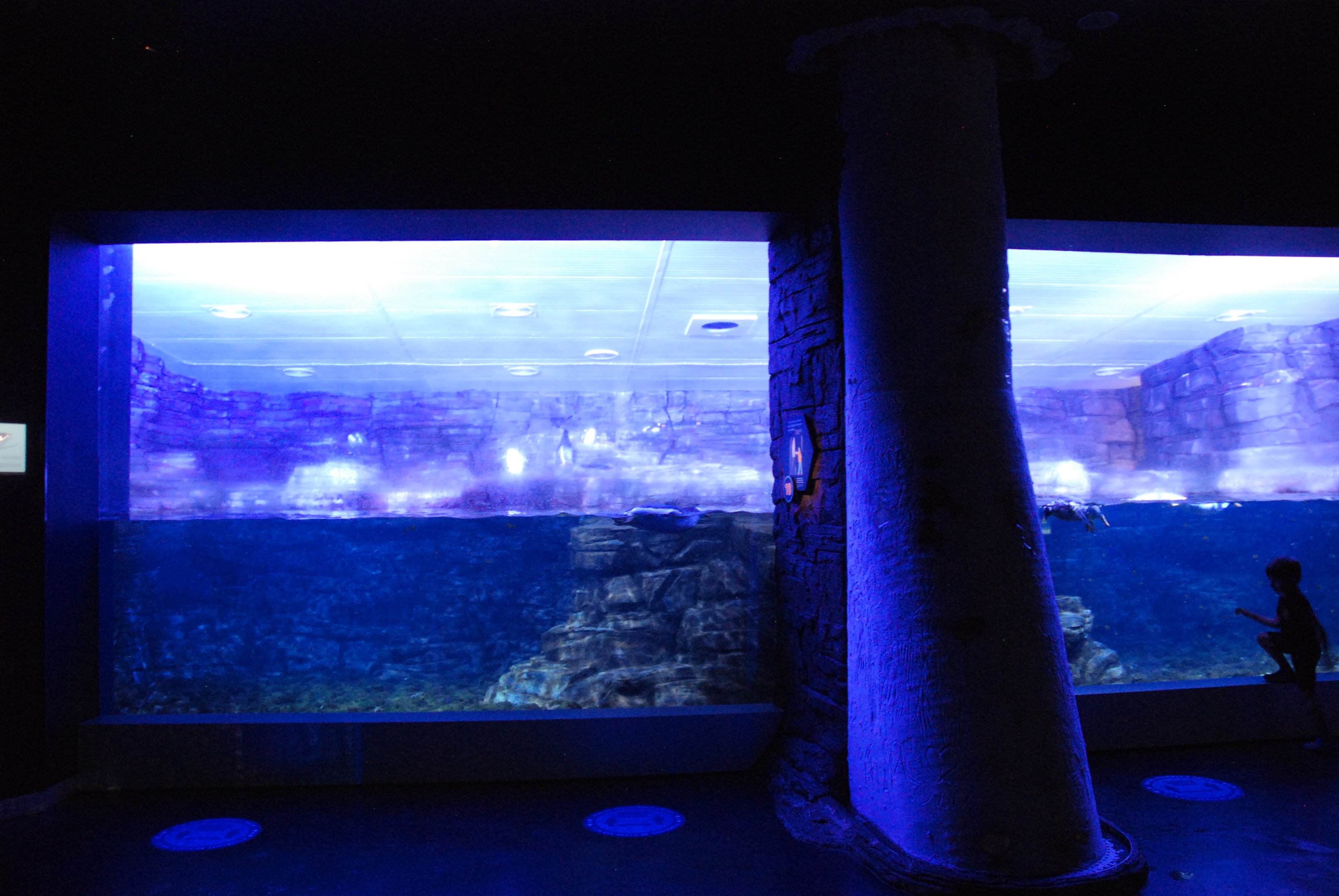 Gentoo Penguin Enclosure at Atlantis Aquarium Madrid, 20th May 2022