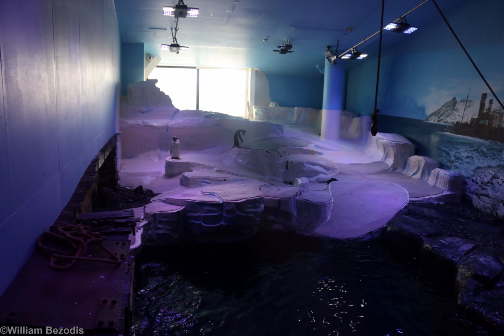 Gentoo Penguin Enclosure Land Area