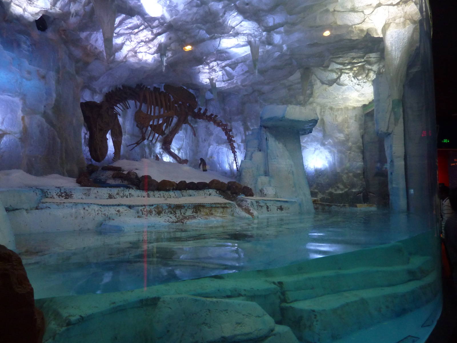 Gentoo penguin enclosure