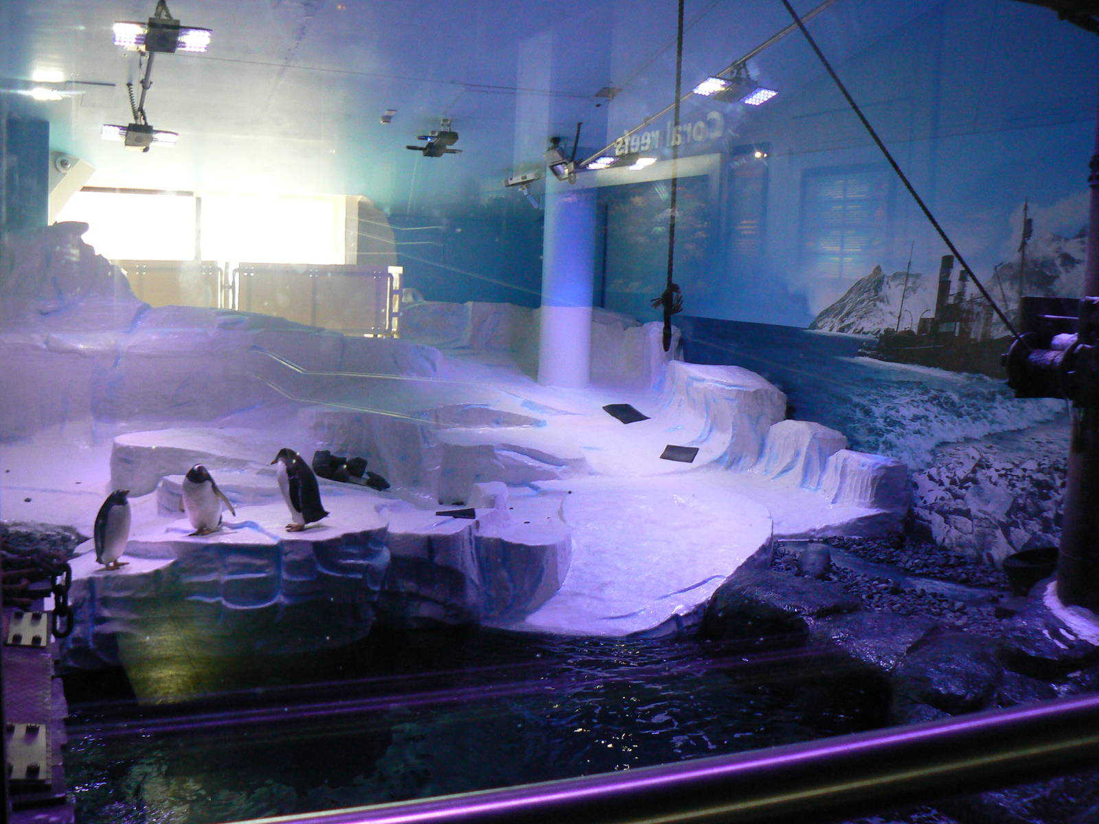 Gentoo Penguin Enclosure