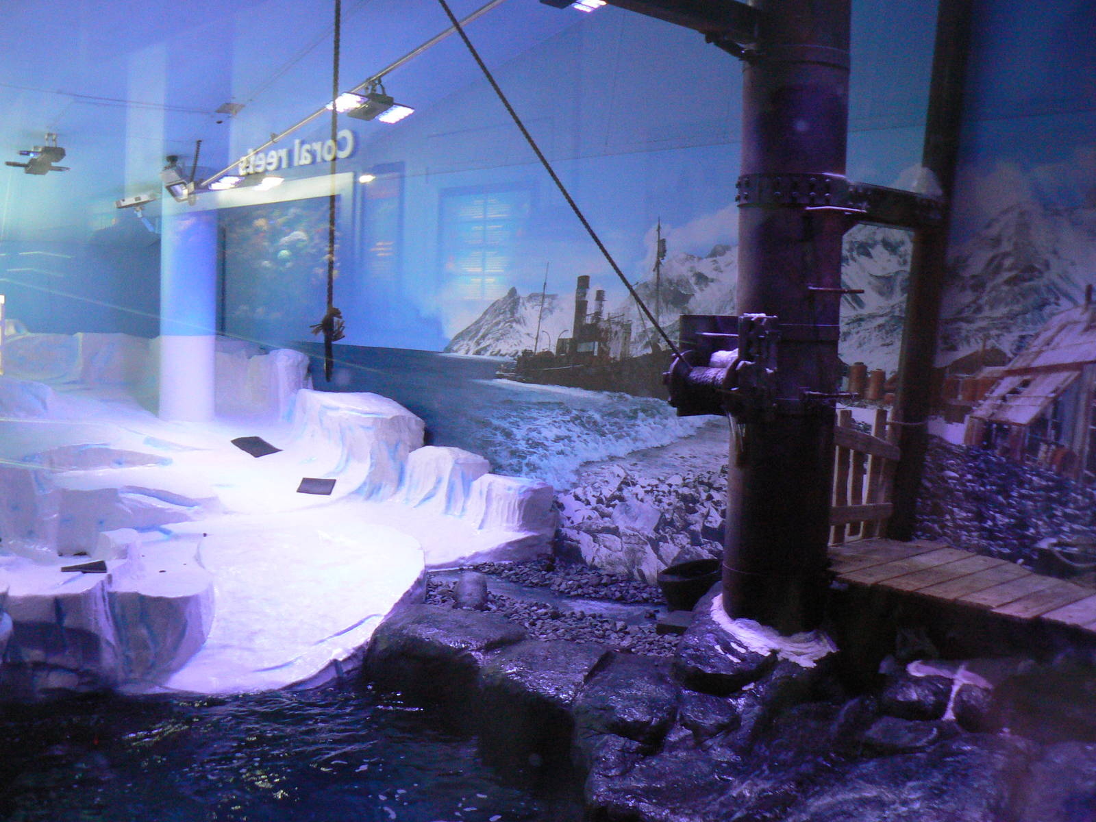 Gentoo Penguin Enclosure