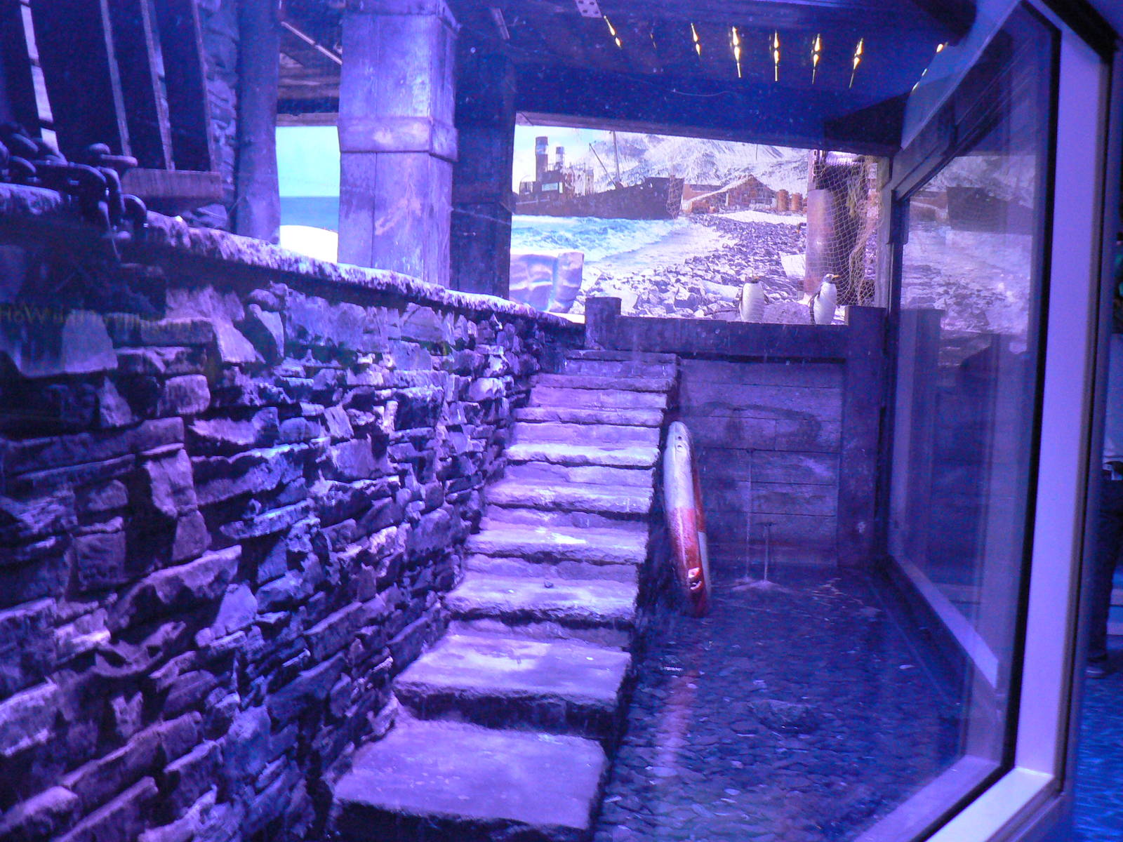 Gentoo Penguin Enclosure