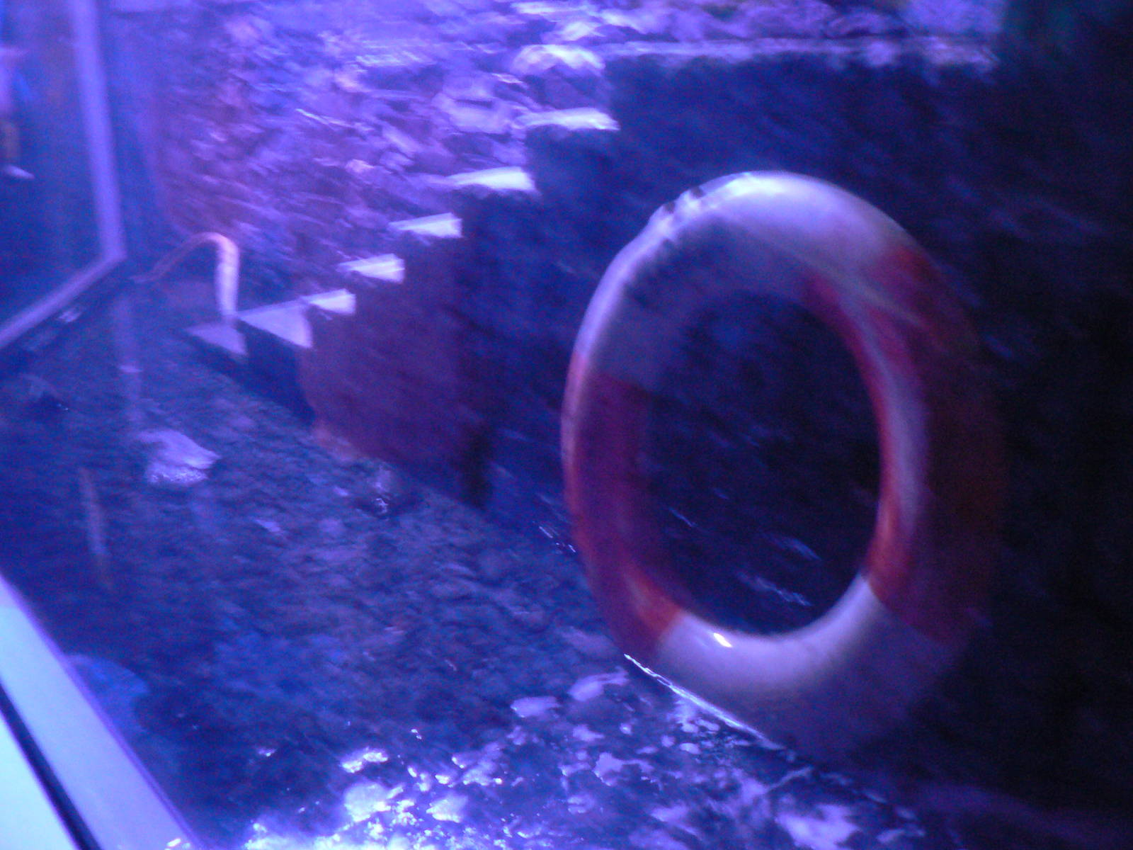 Gentoo Penguin Enclosure