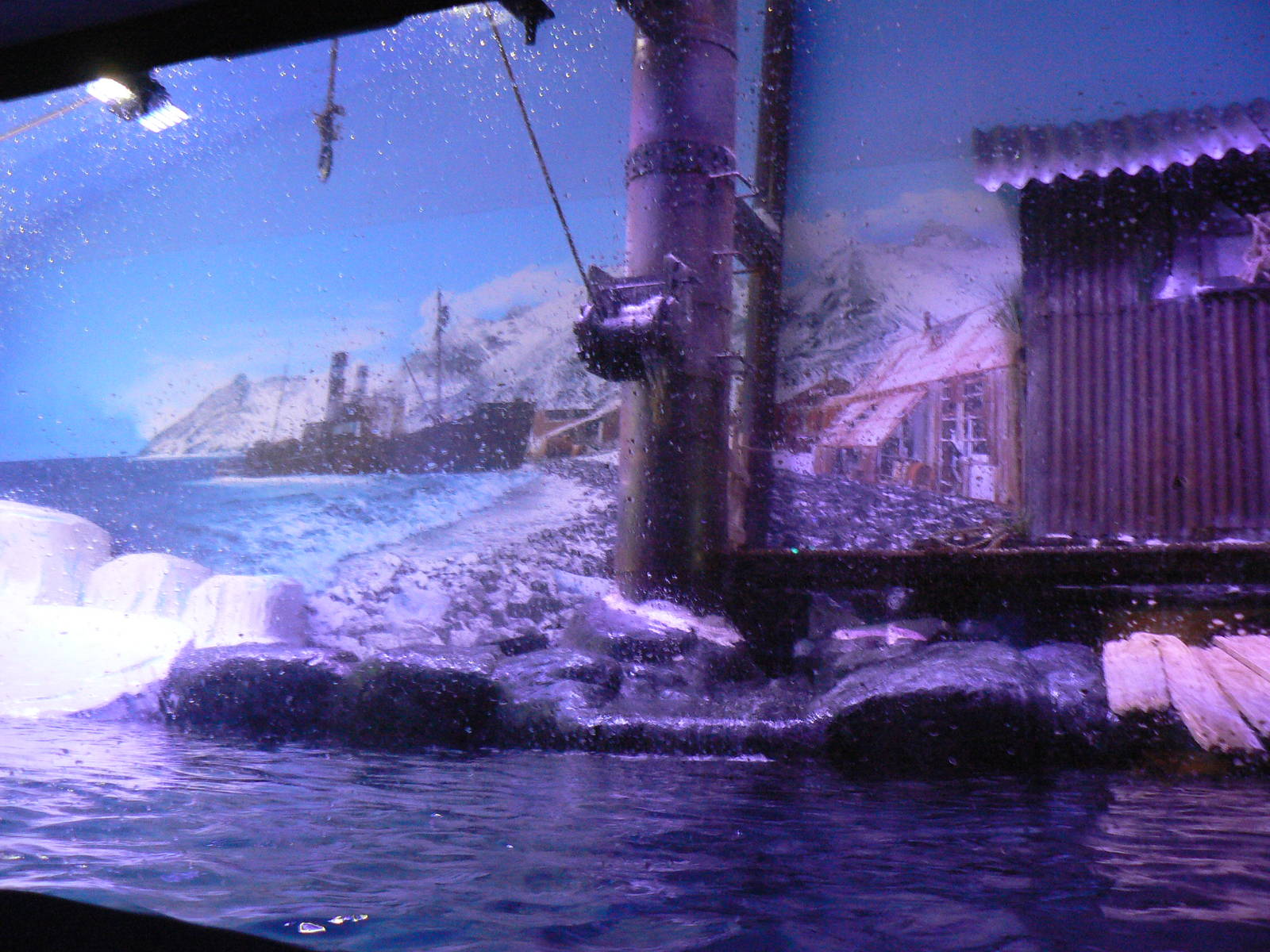 Gentoo Penguin Enclosure