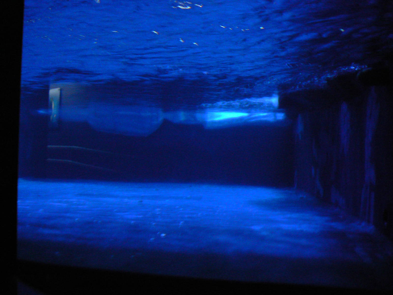 Gentoo Penguin Enclosure