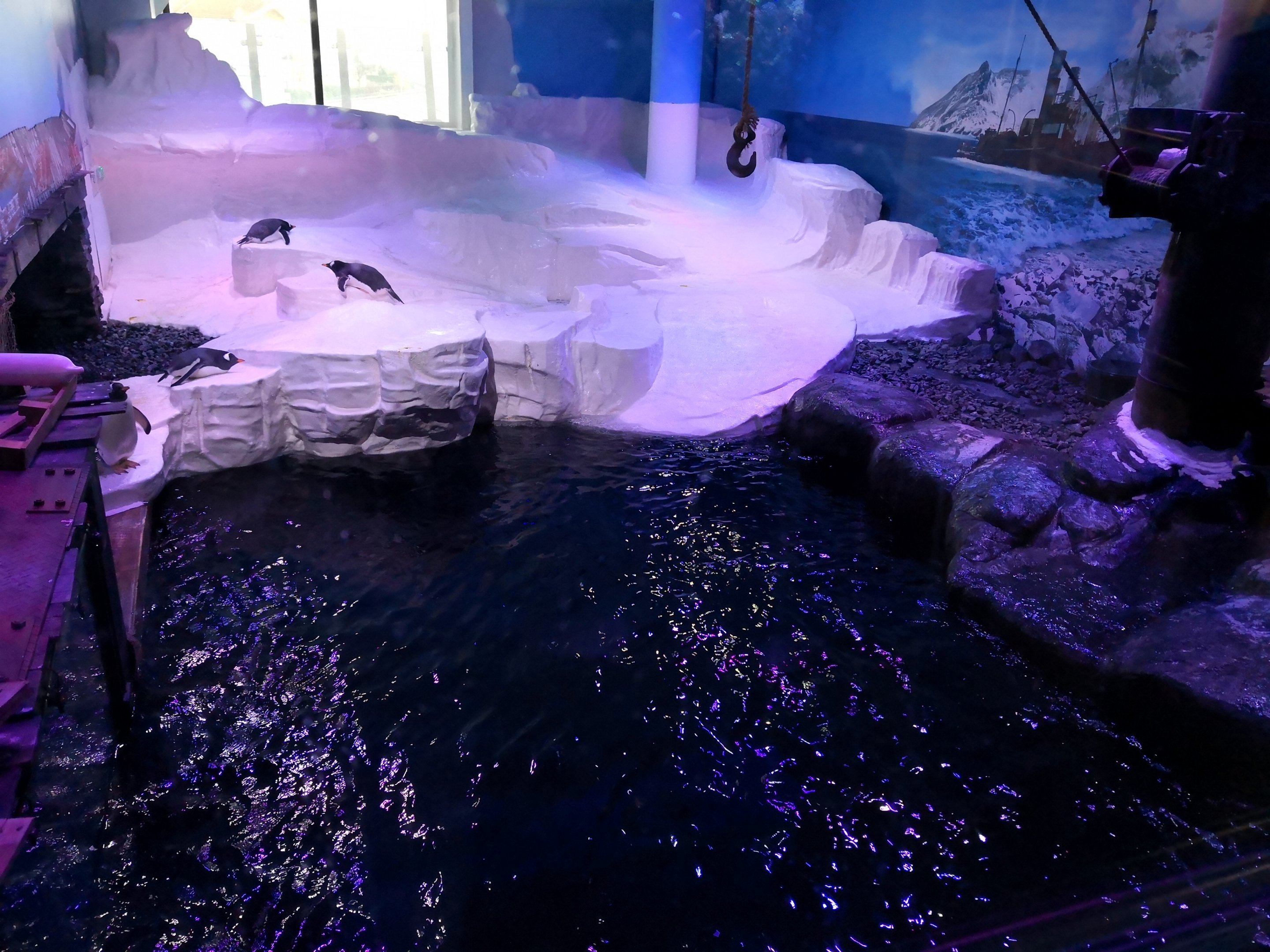 Gentoo Penguin Enclosure