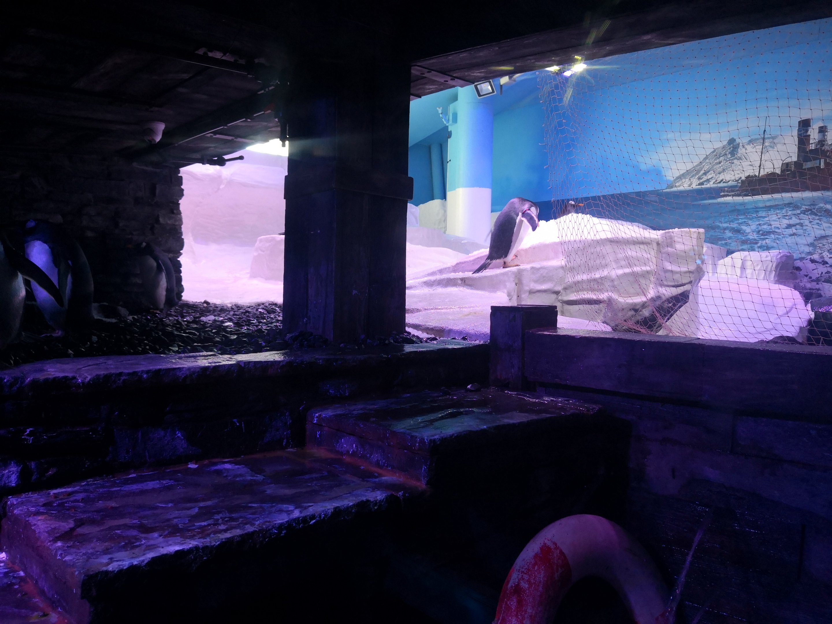 Gentoo Penguin Enclosure