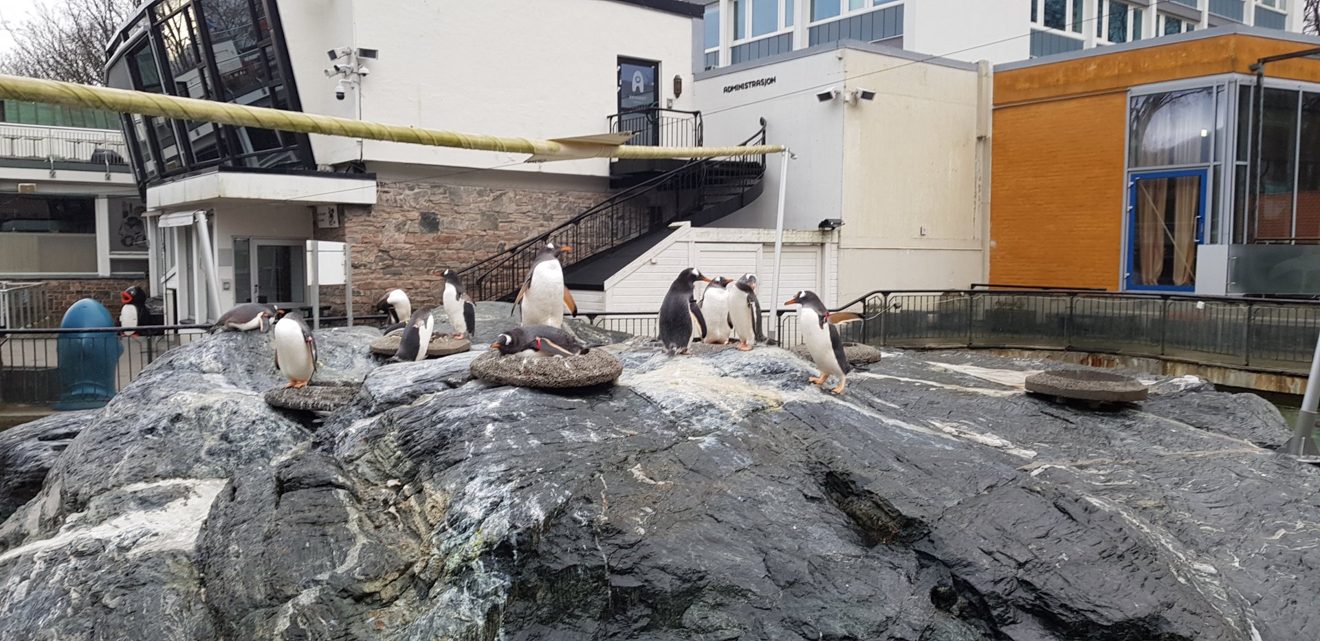 Gentoo penguin enclosure