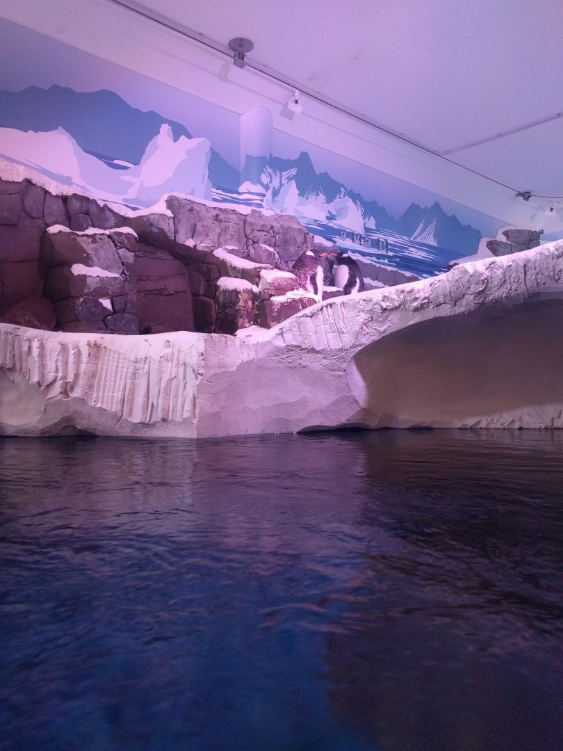 Gentoo Penguin Enclosure