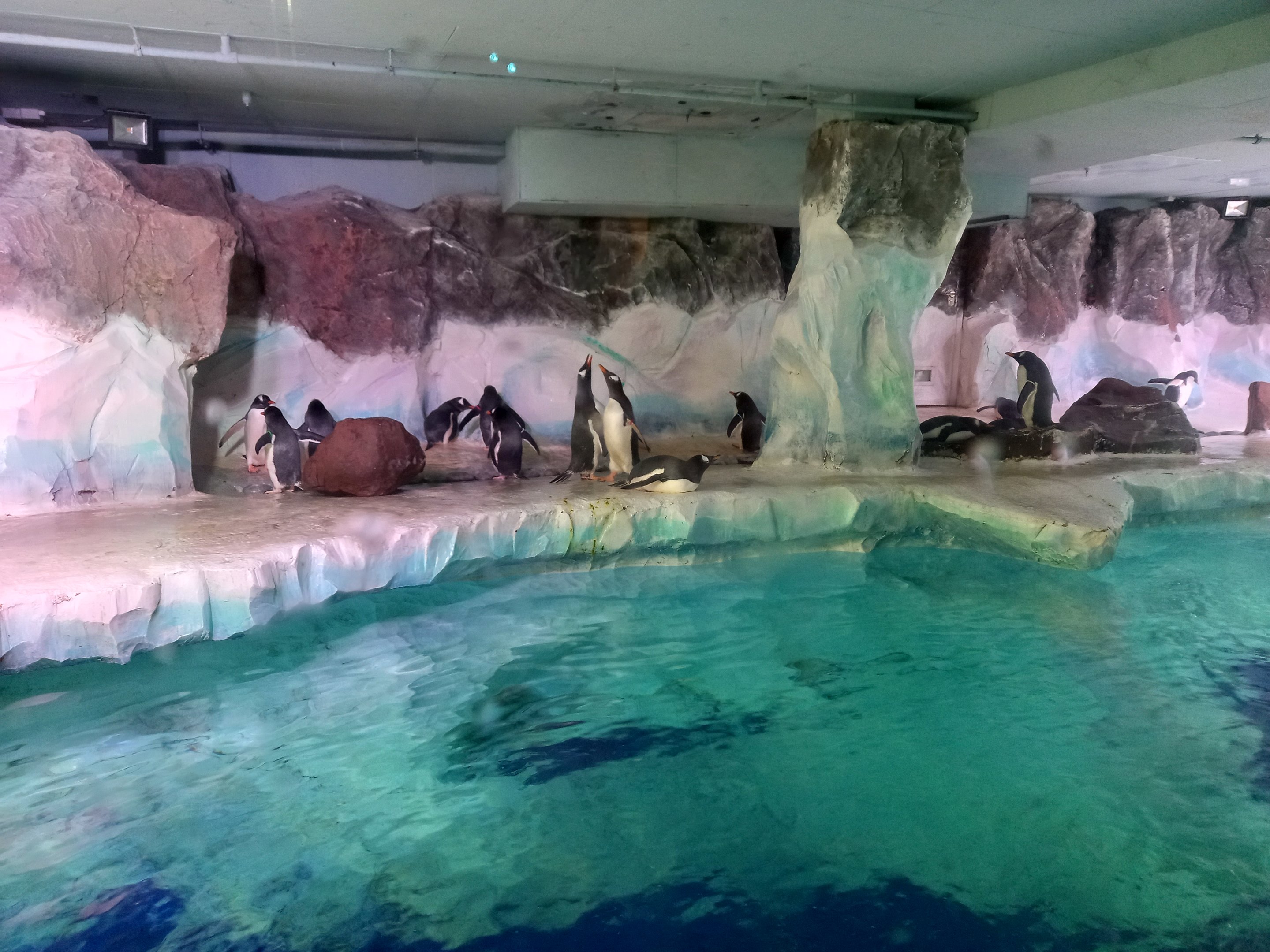 Gentoo penguin enclosure