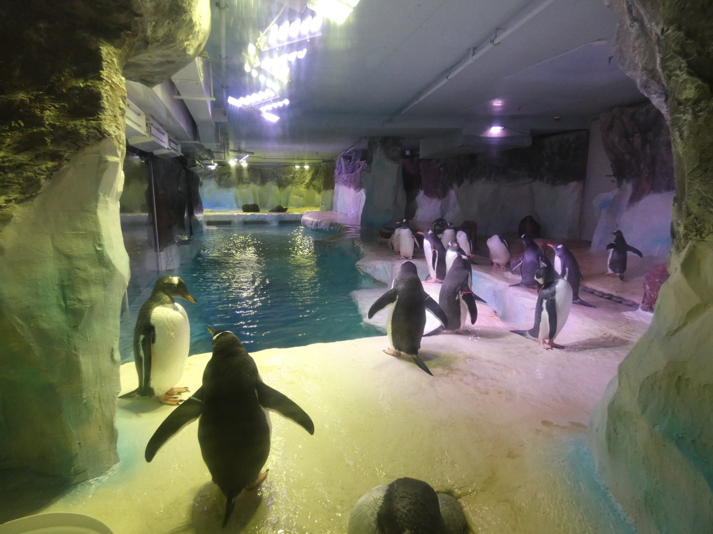 Gentoo penguin enclosure
