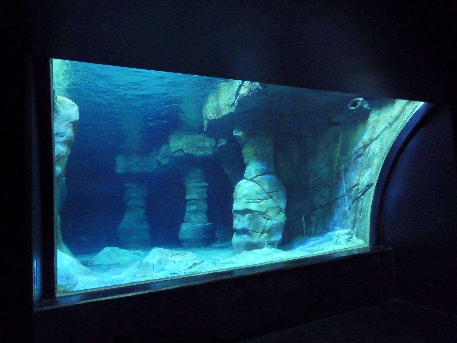 Gentoo Penguin Exhibit - 1st Floor