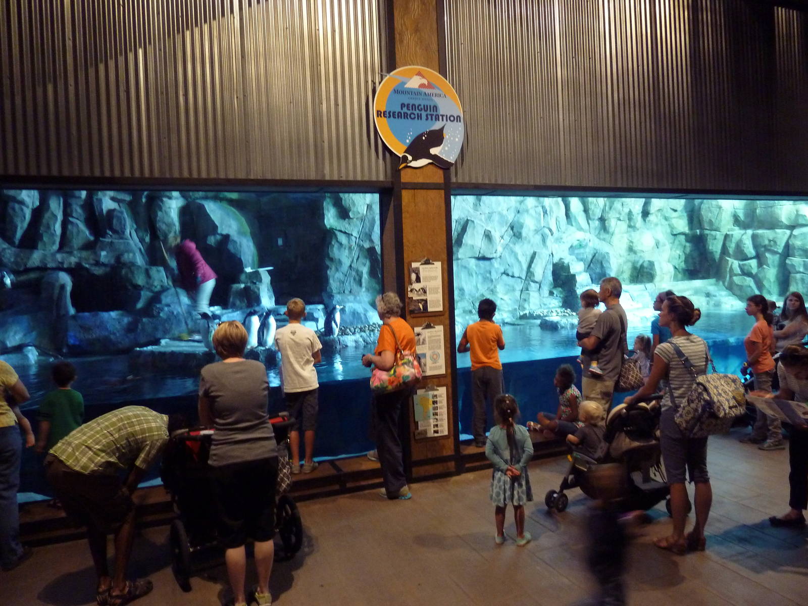 Gentoo Penguin Exhibit - 2nd Floor