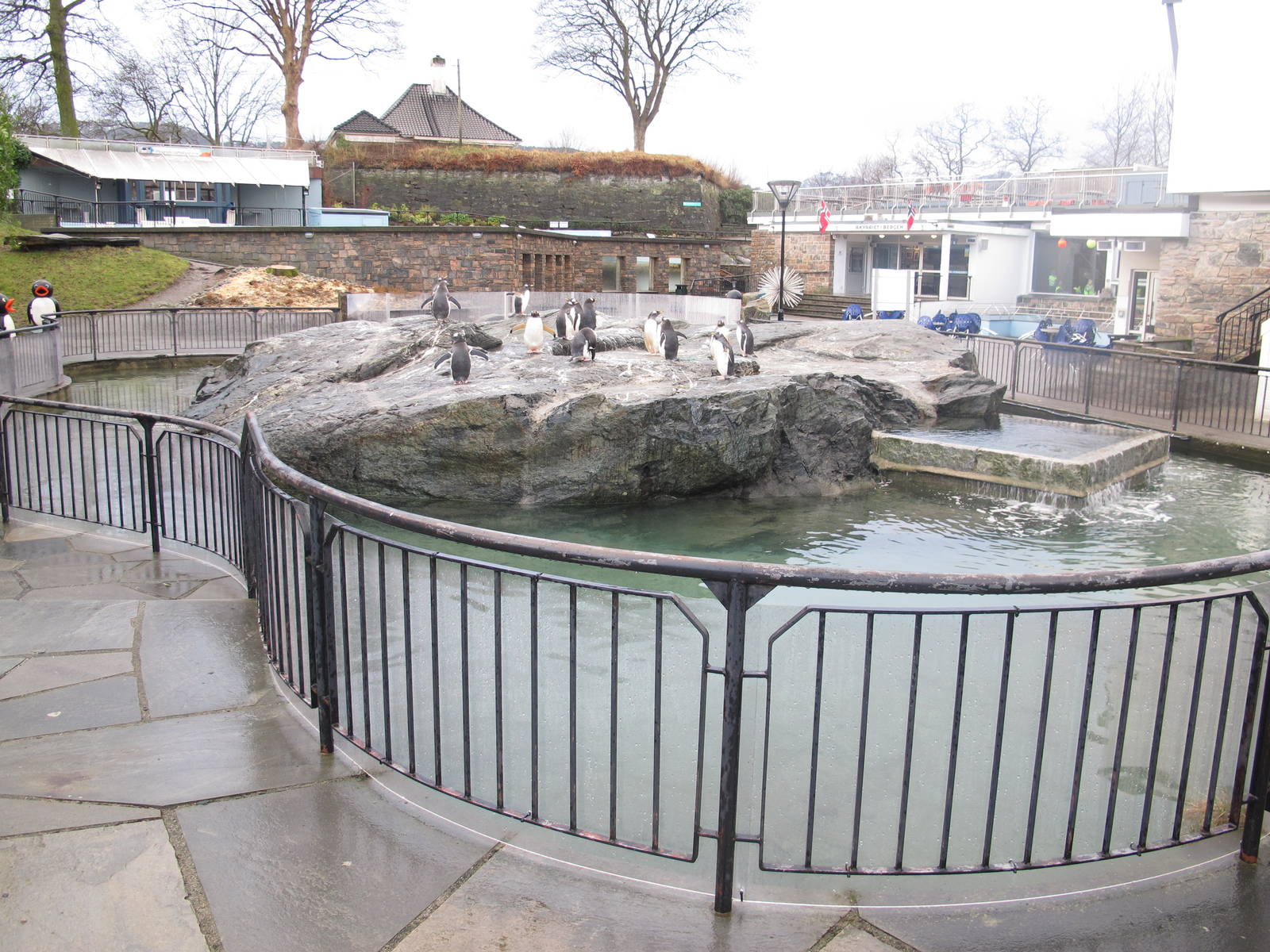 Gentoo Penguin Exhibit - Bergen Akvariet 2012