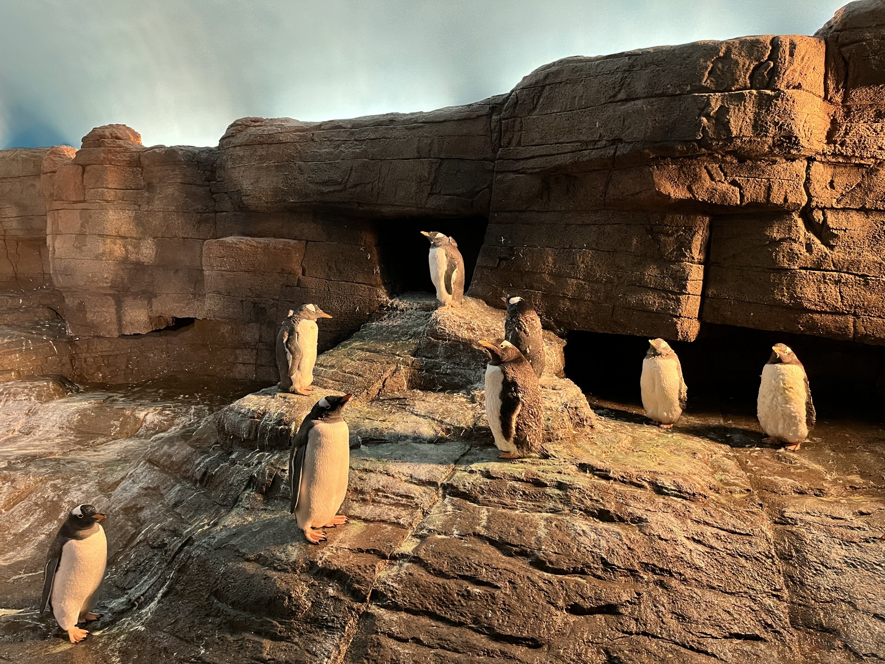 Gentoo Penguin Exhibit - New in 2022