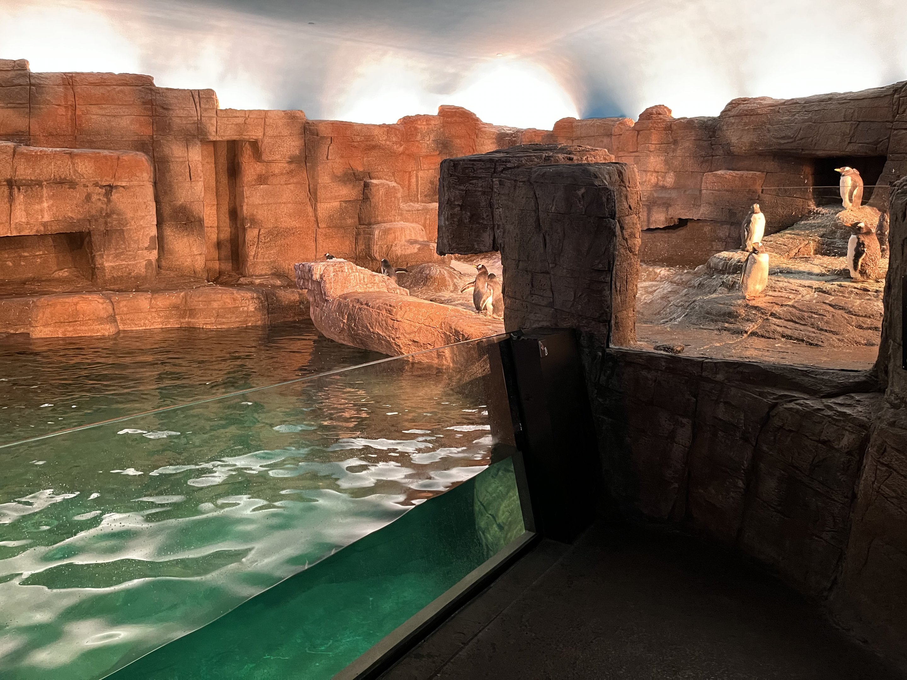 Gentoo Penguin Exhibit - New in 2022