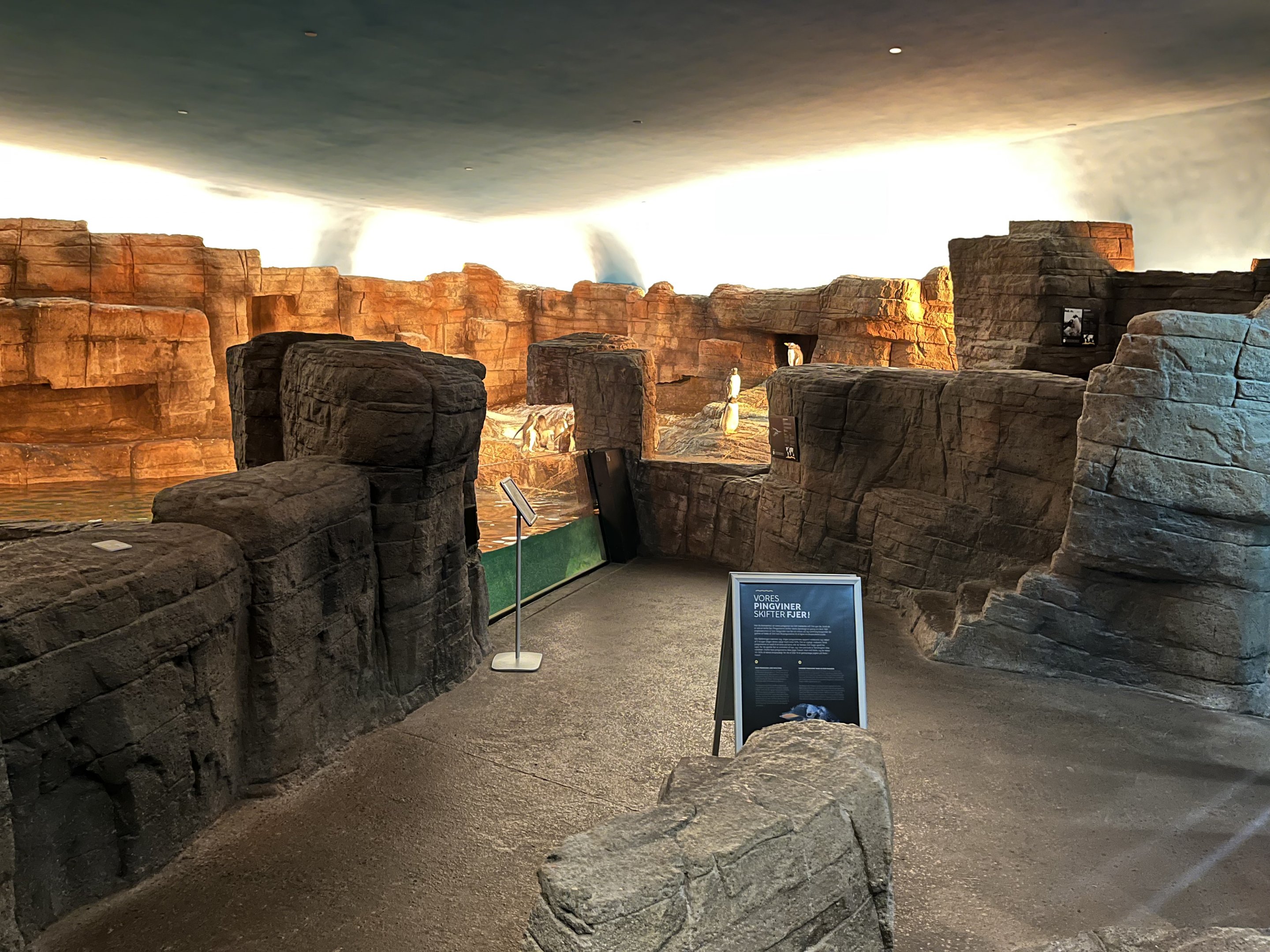 Gentoo Penguin Exhibit - New in 2022