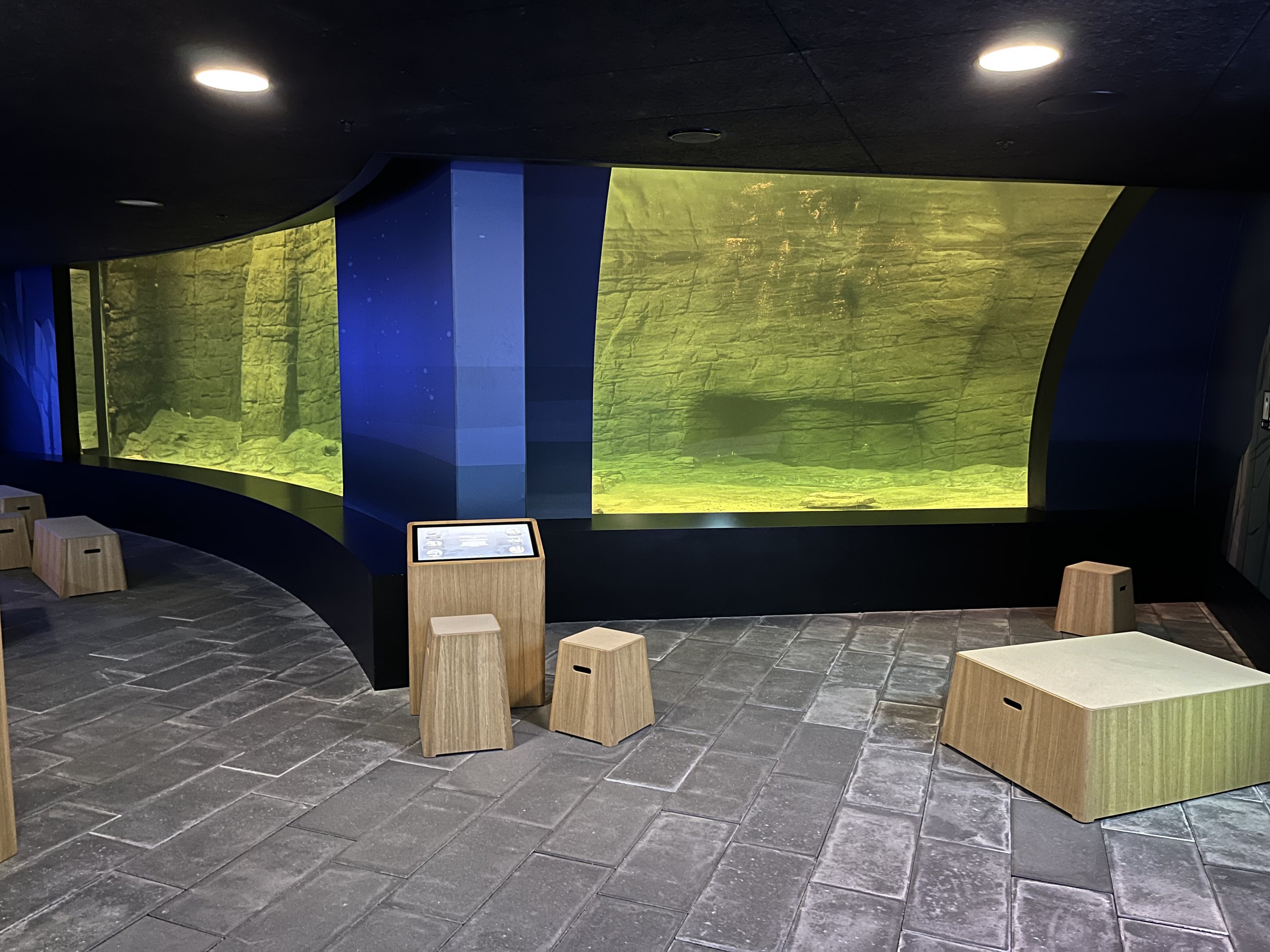 Gentoo Penguin Exhibit - New in 2022