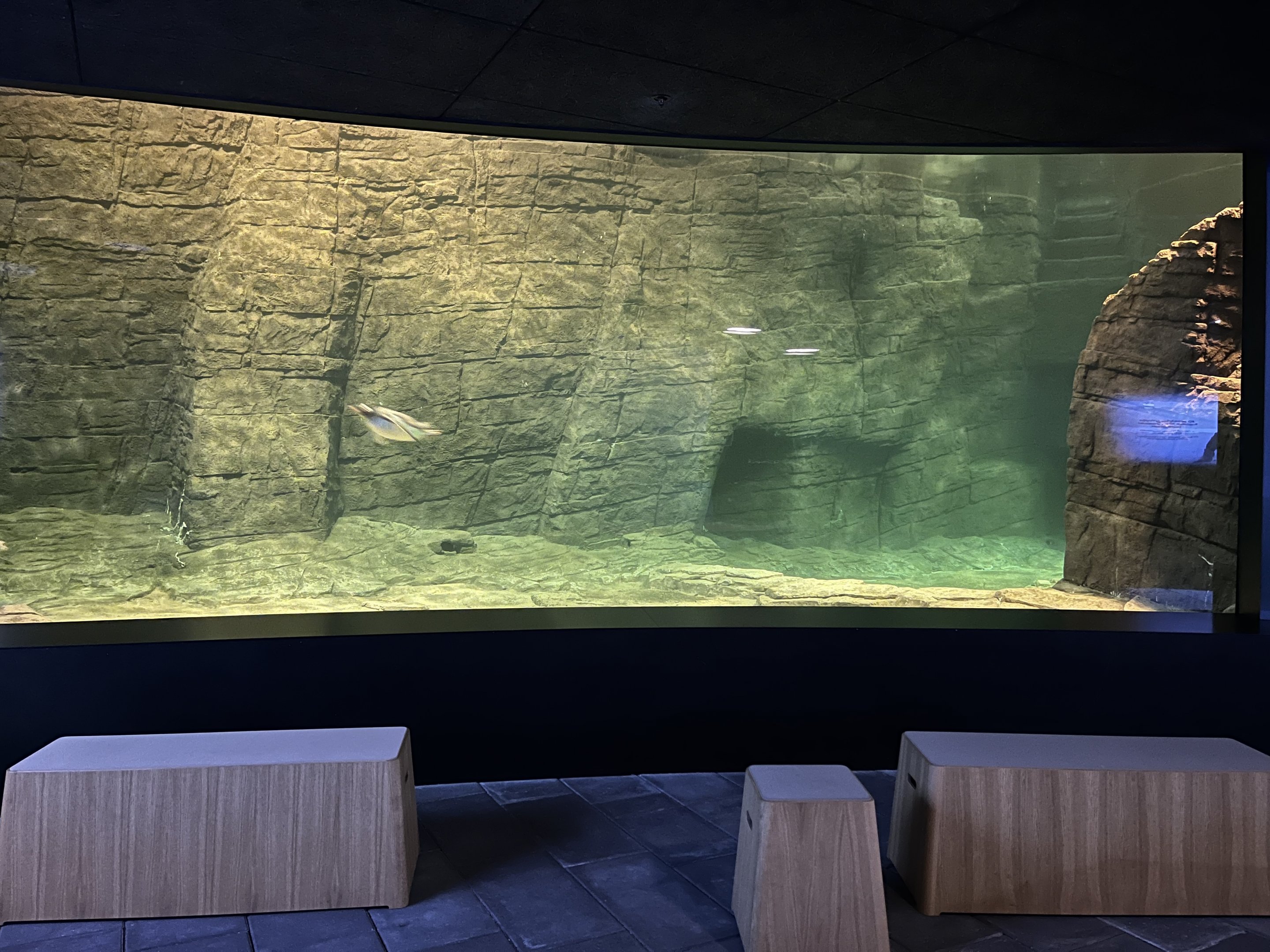 Gentoo Penguin Exhibit - New in 2022