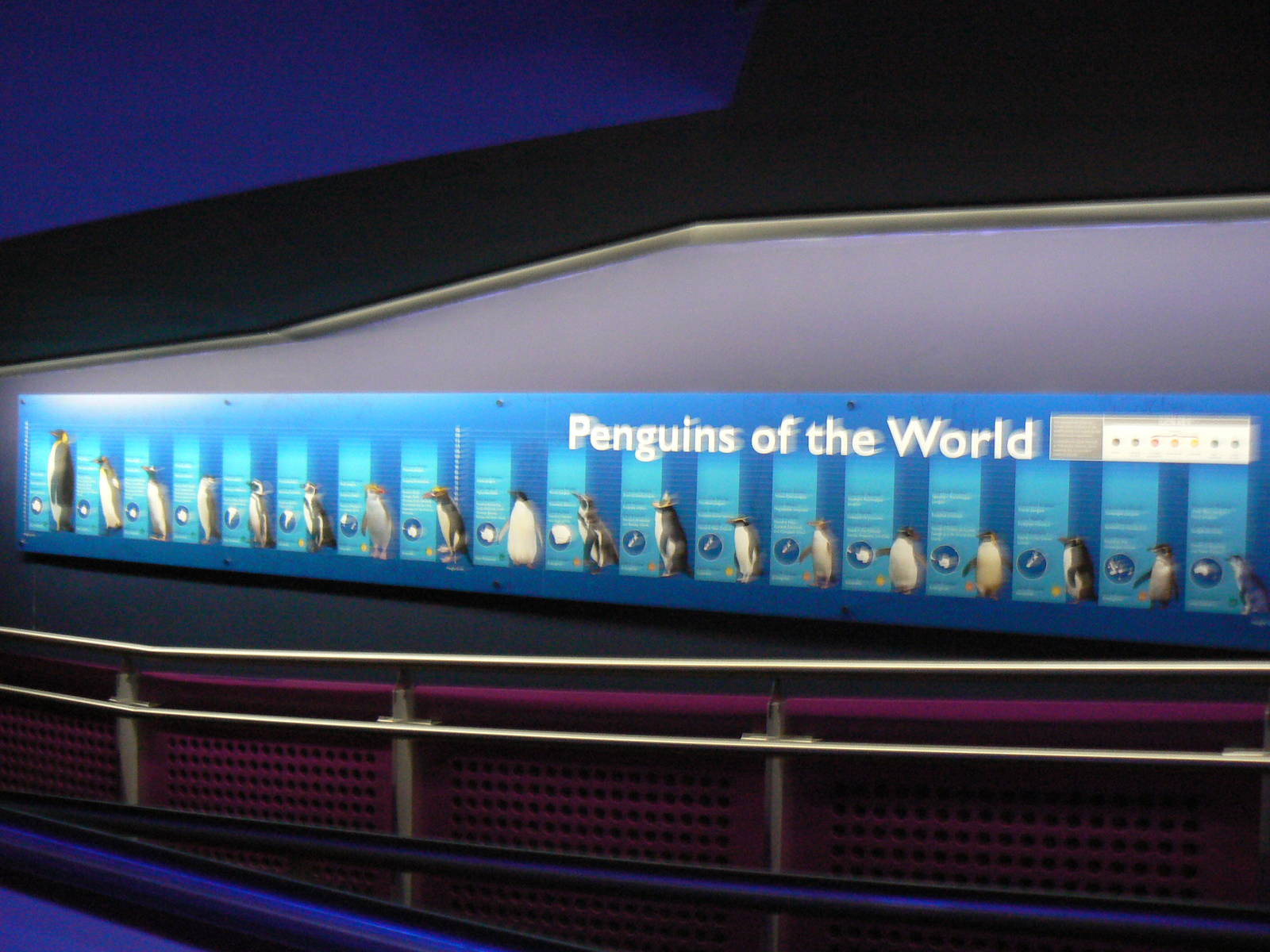 Gentoo Penguin Exhibit Sign