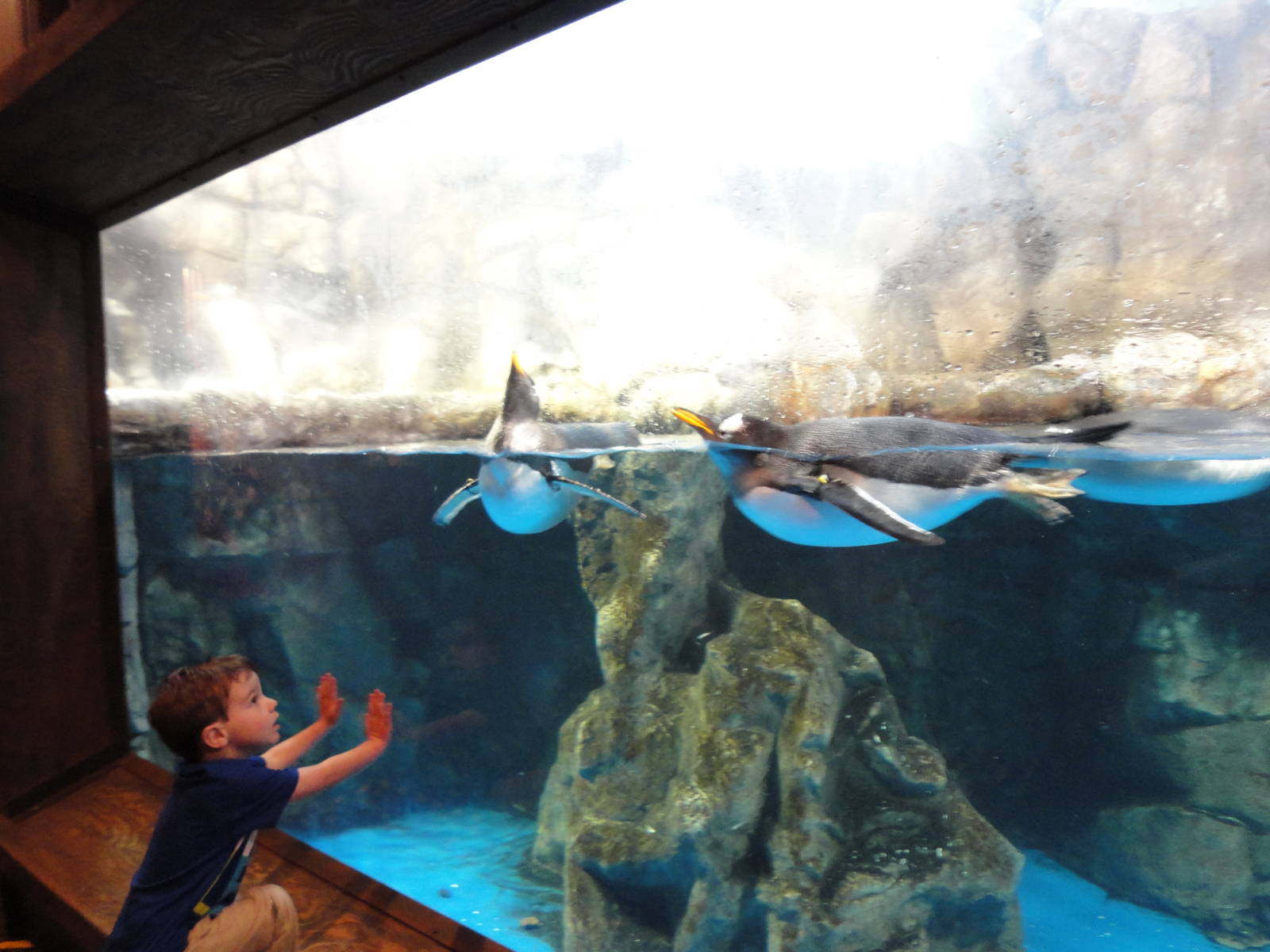 Gentoo Penguin Exhibit